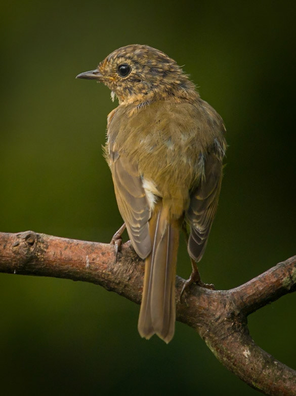 Song Thrush ©McNairn.com