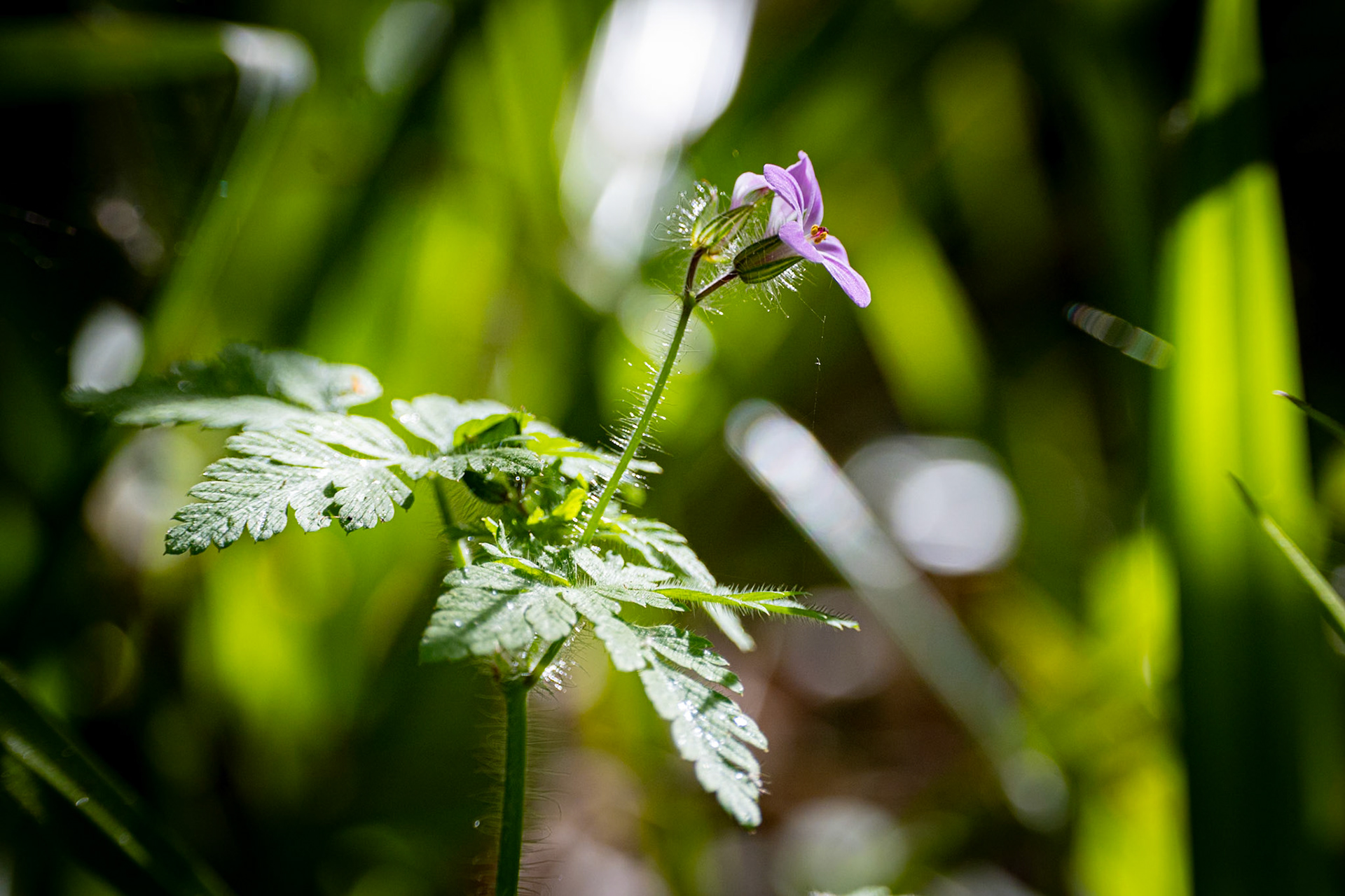 ©McNairnPhotography