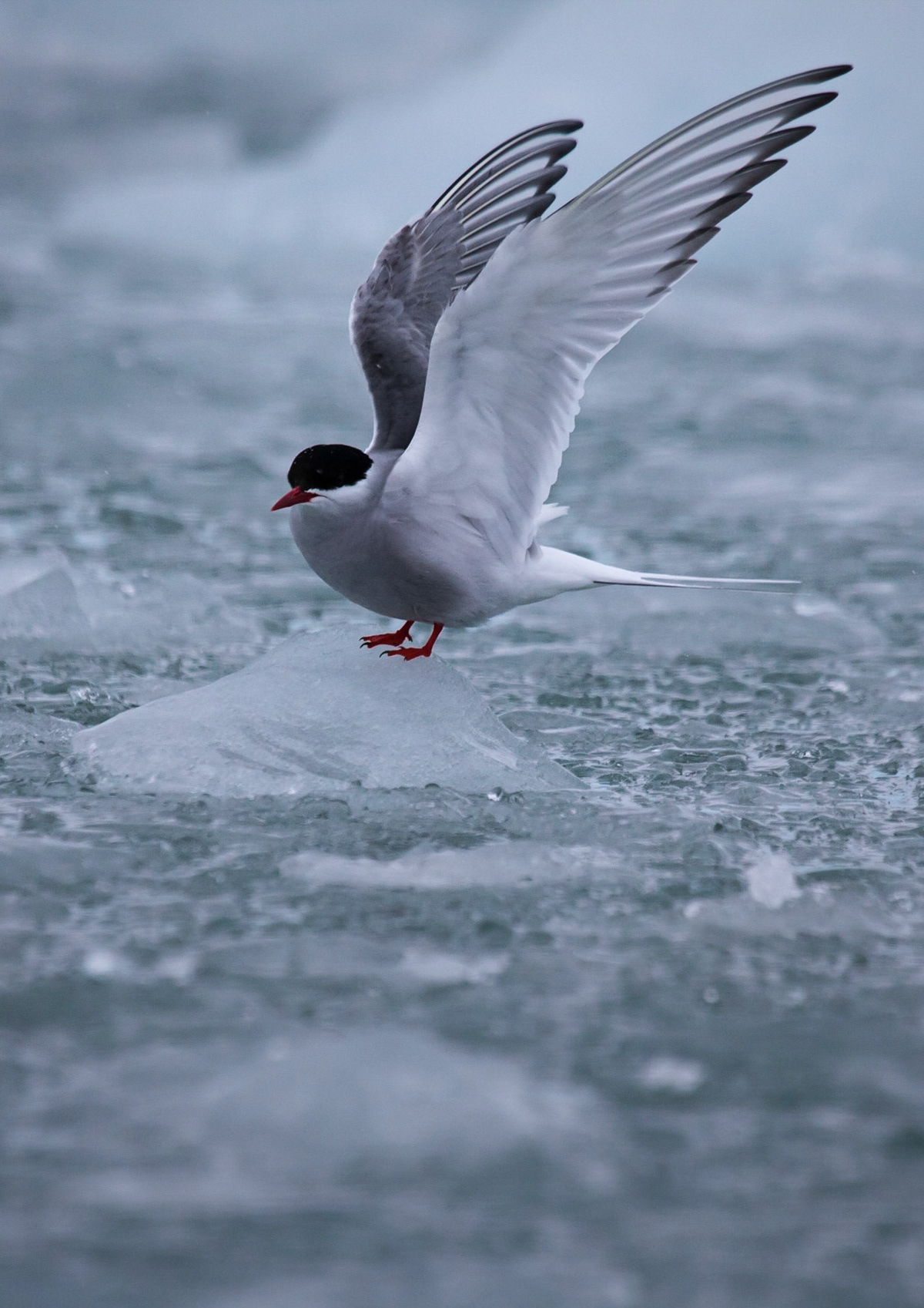 Arctic Tern  ©McNairn.com
