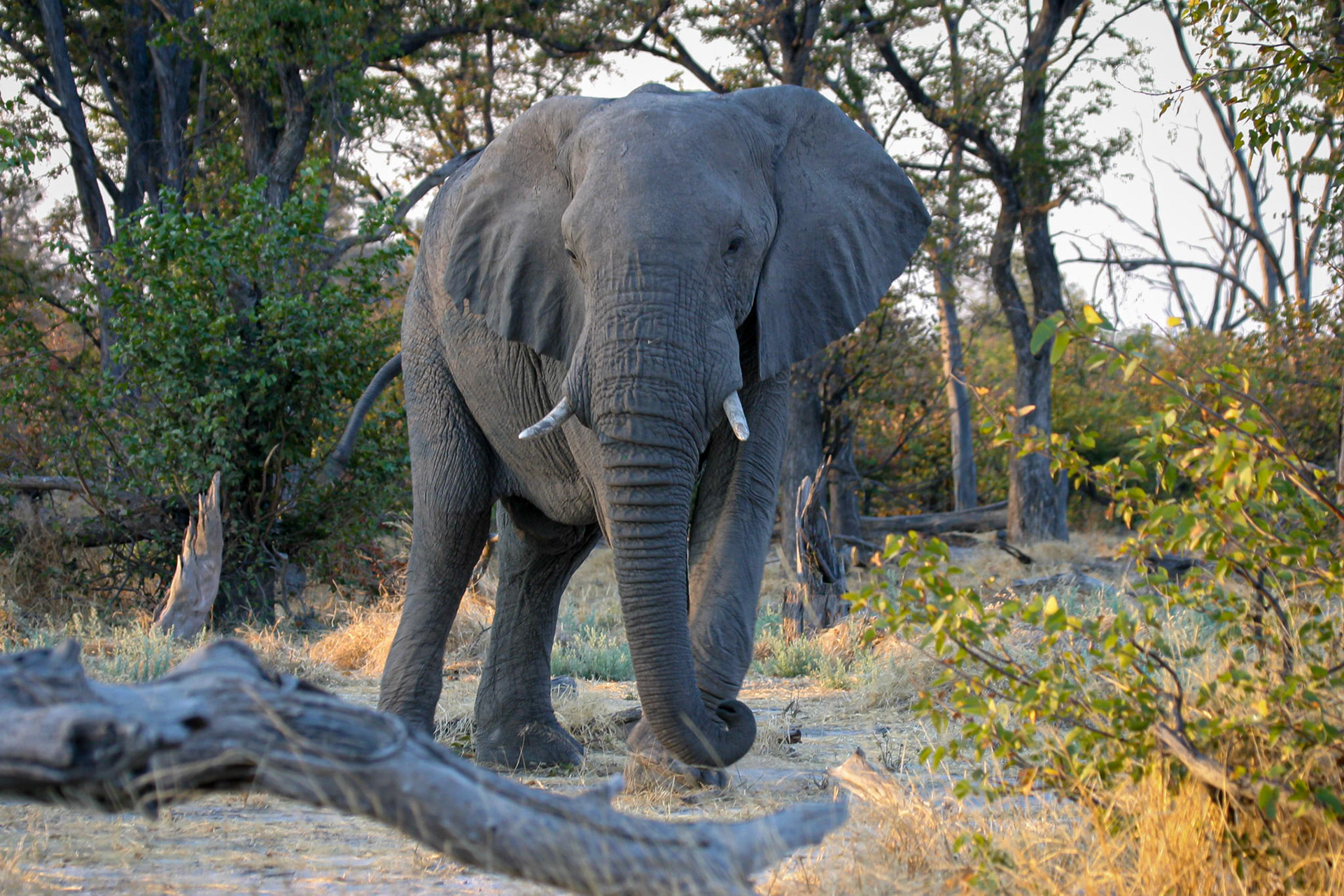 Botswana ©McNairnPhotography