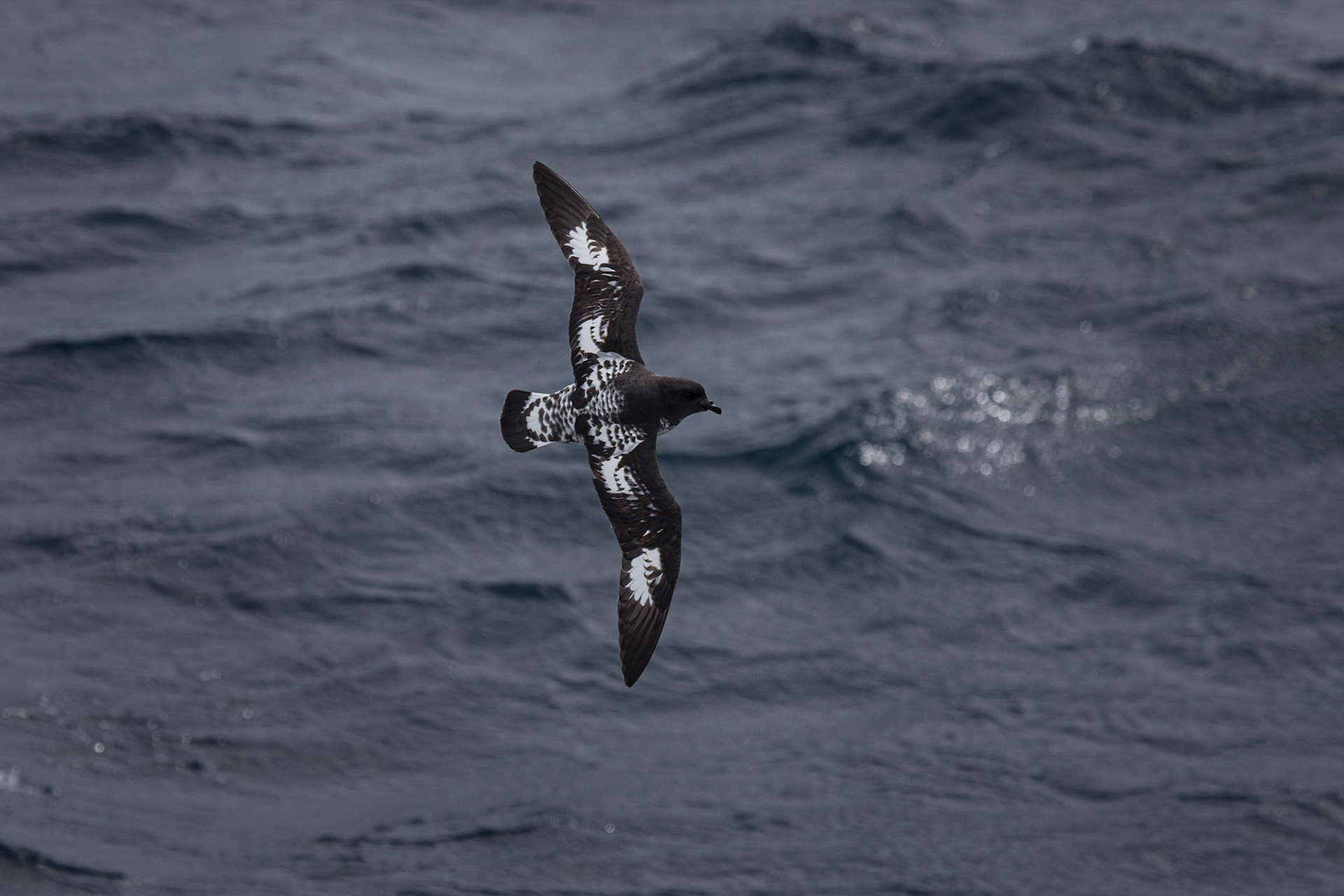 Cape Petrel ©McNairnPhotography