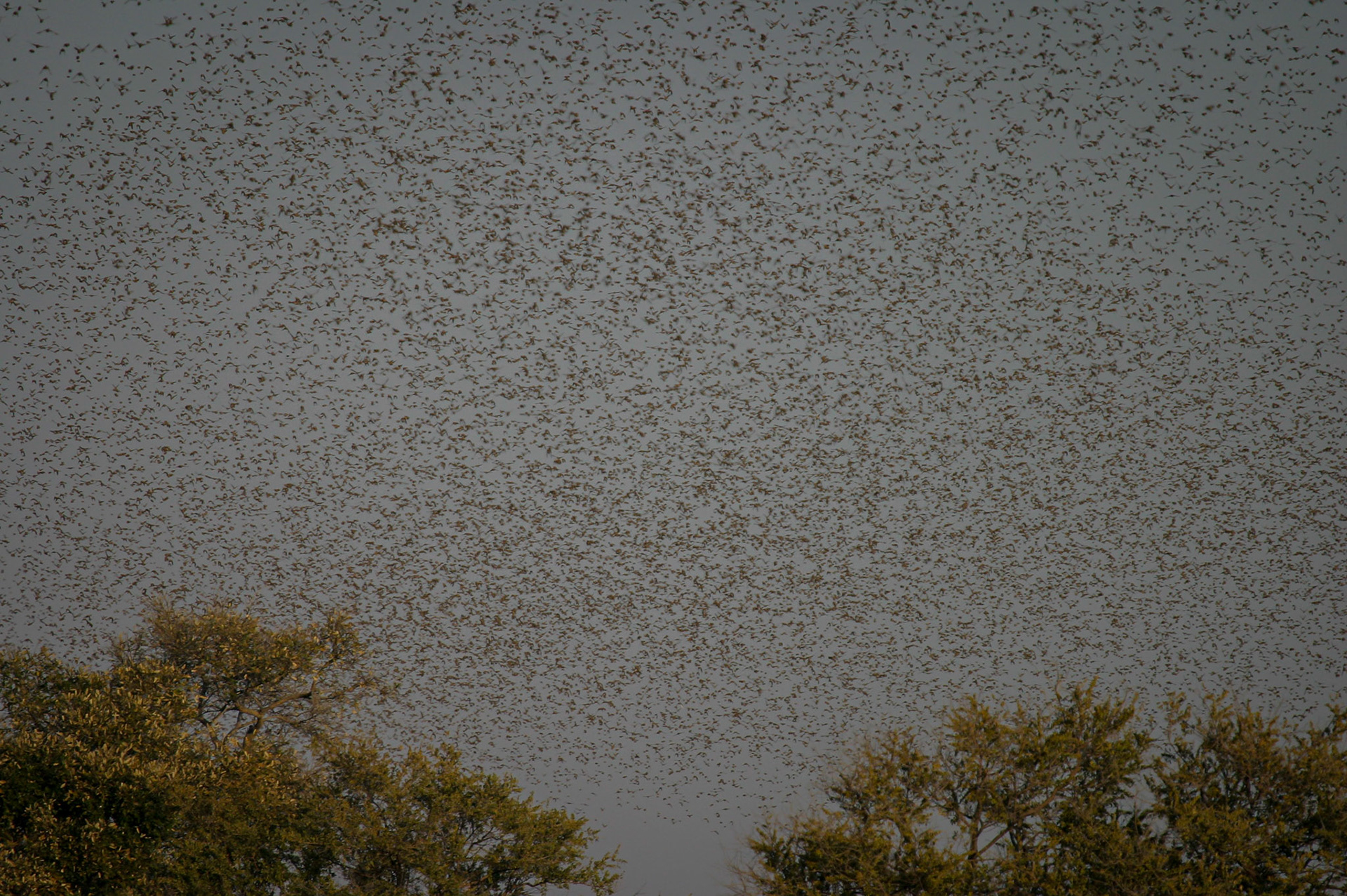 Botswana ©McNairnPhotography