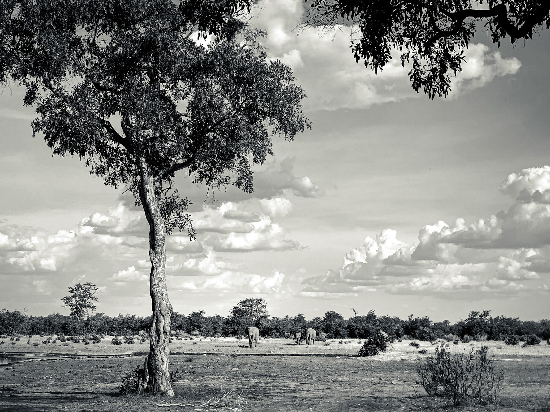 ©McNairnPhotography