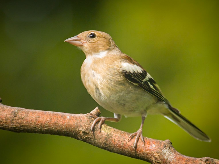 Chaffinch ©McNairn.com