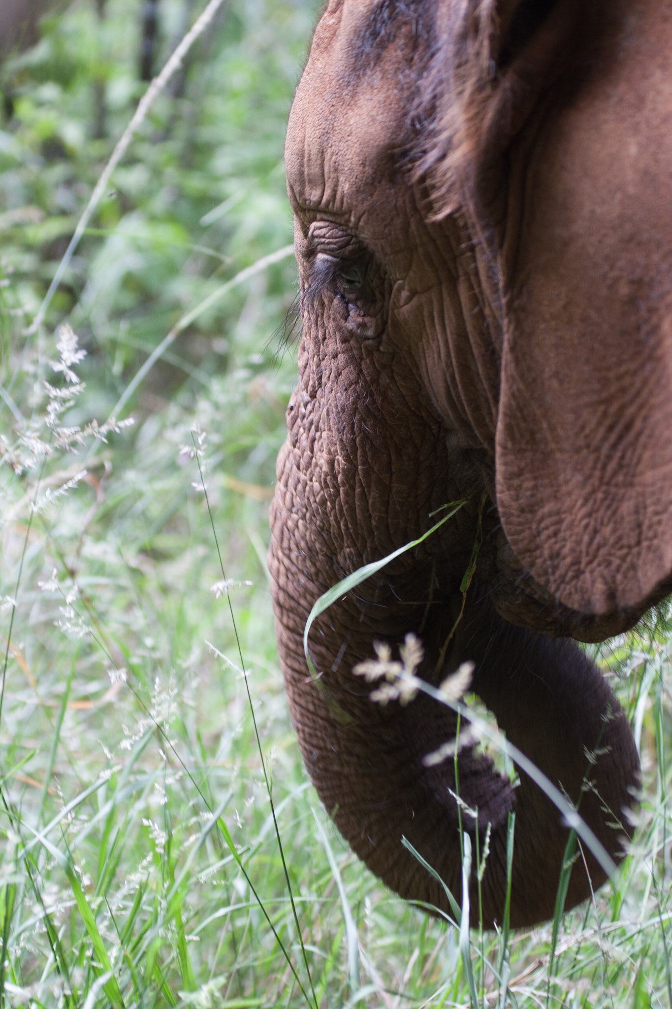 Sheldrick Wildlife Trust ©McNairnPhotography