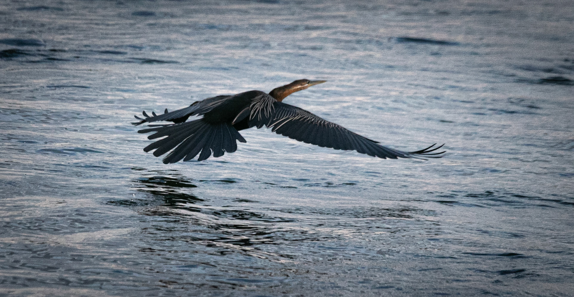 African Darter ©McNairnPhotography
