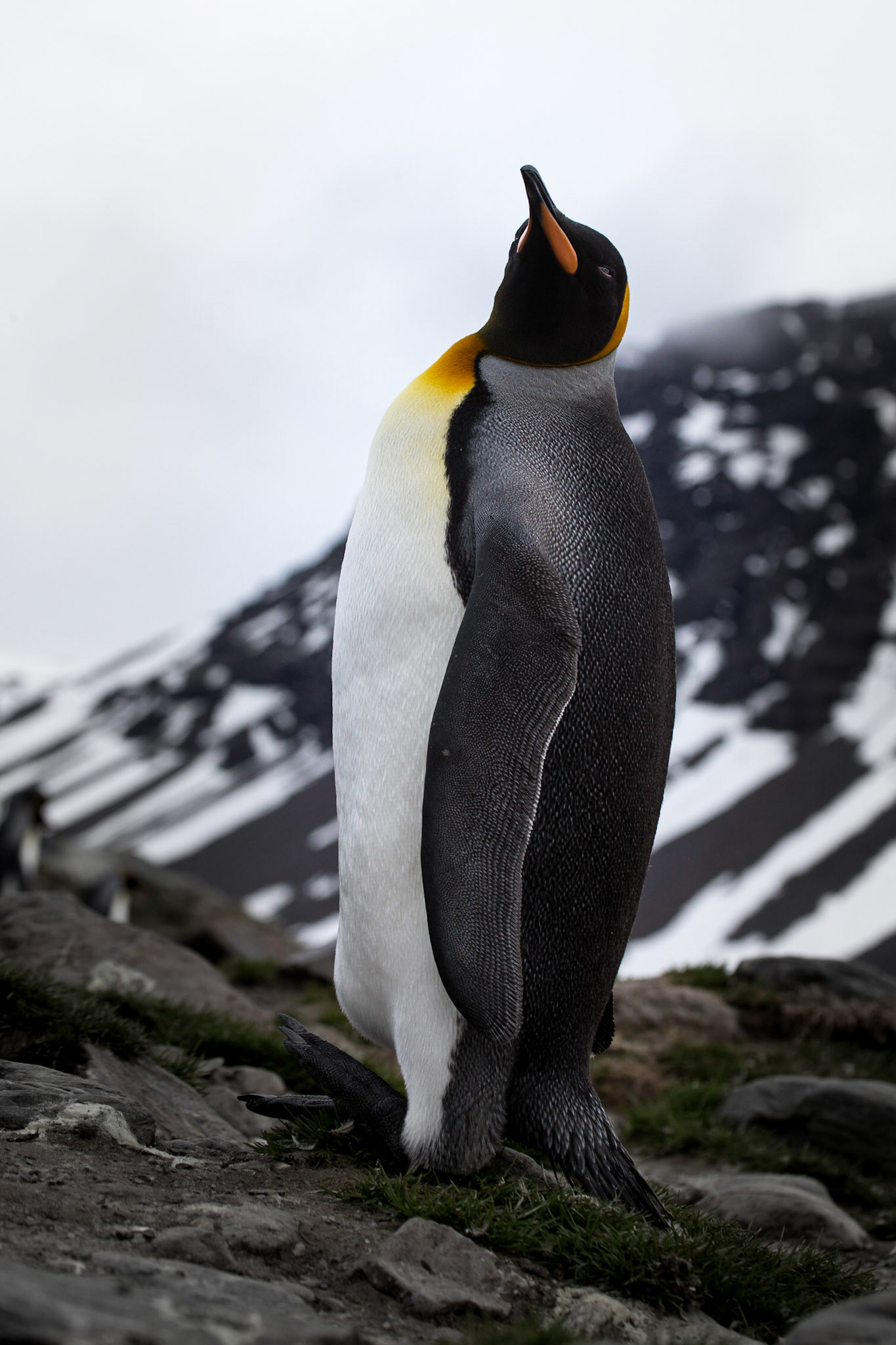 King Penguin ©McNairn.com