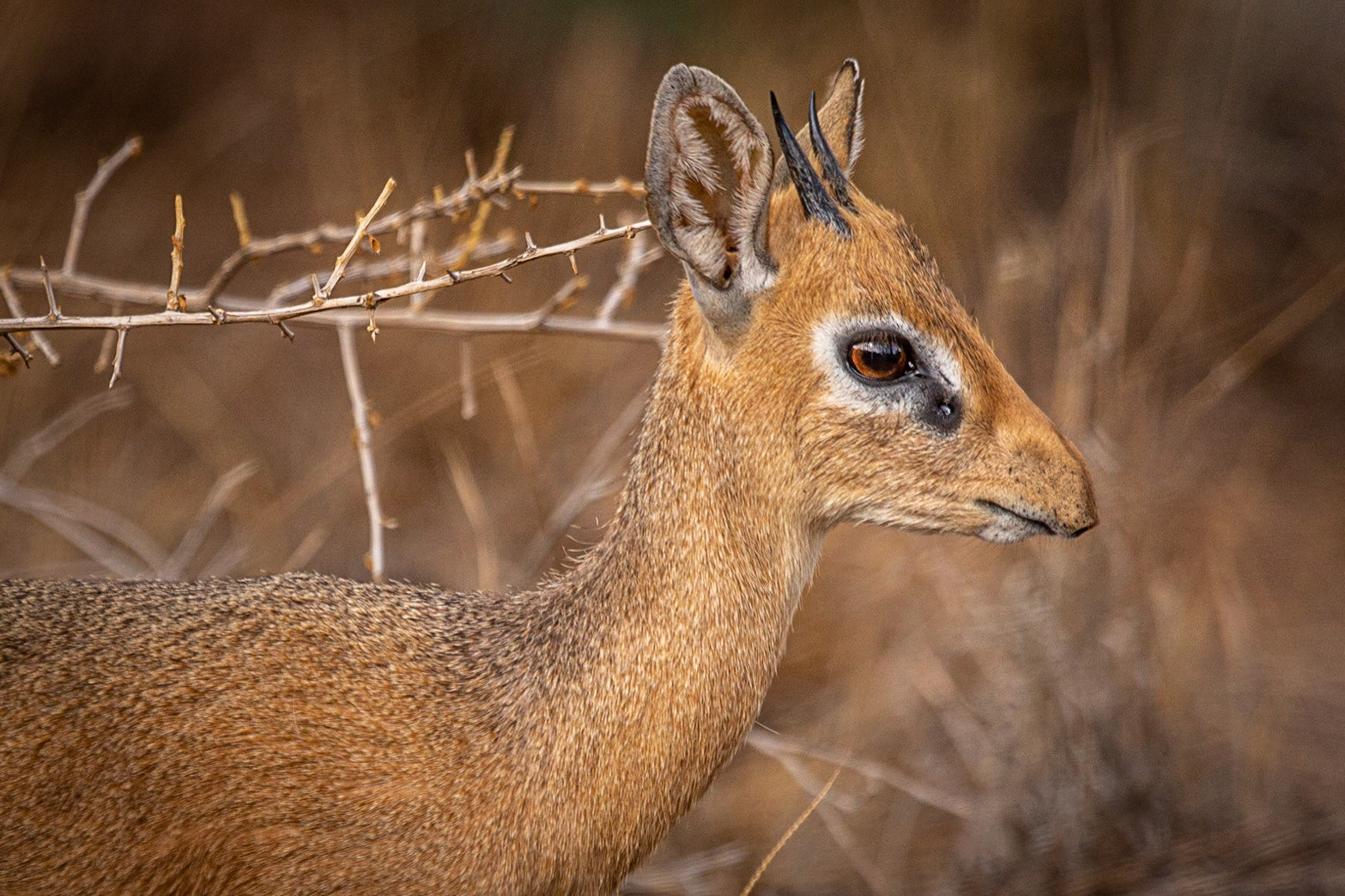 ©McNairnPhotography