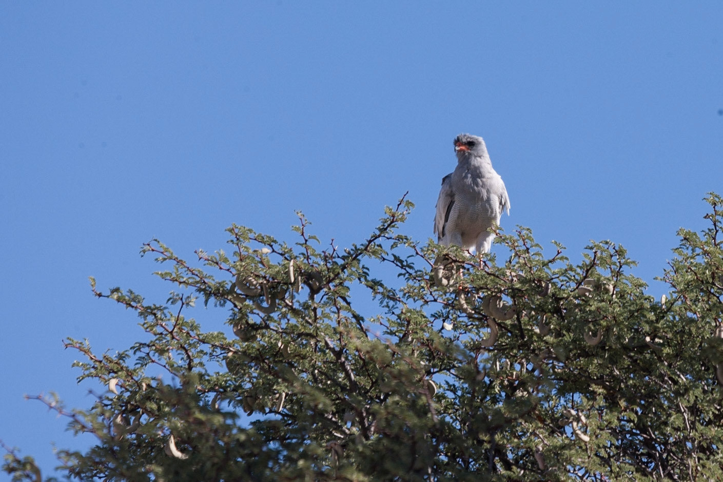 Pale Chanting Goshawk ©McNairnPhotography