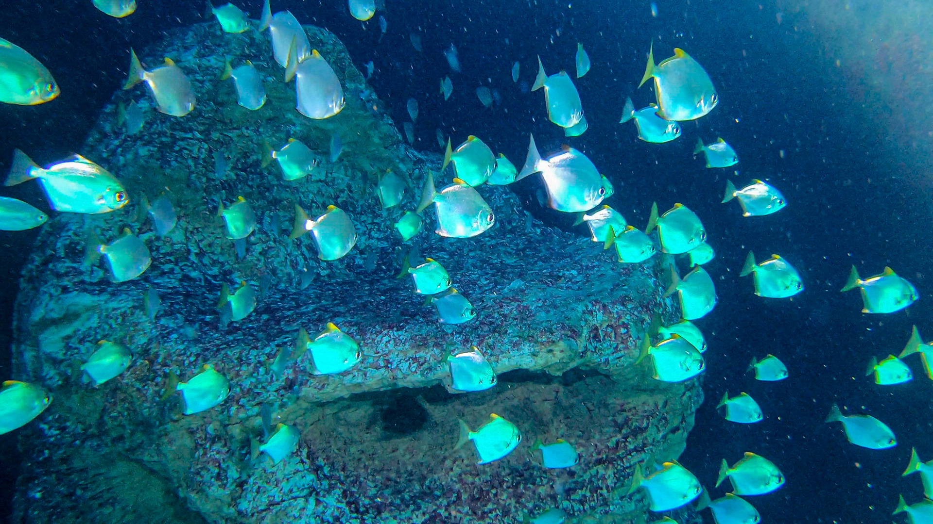 Two Oceans Aquarium ©McNairnPhotography