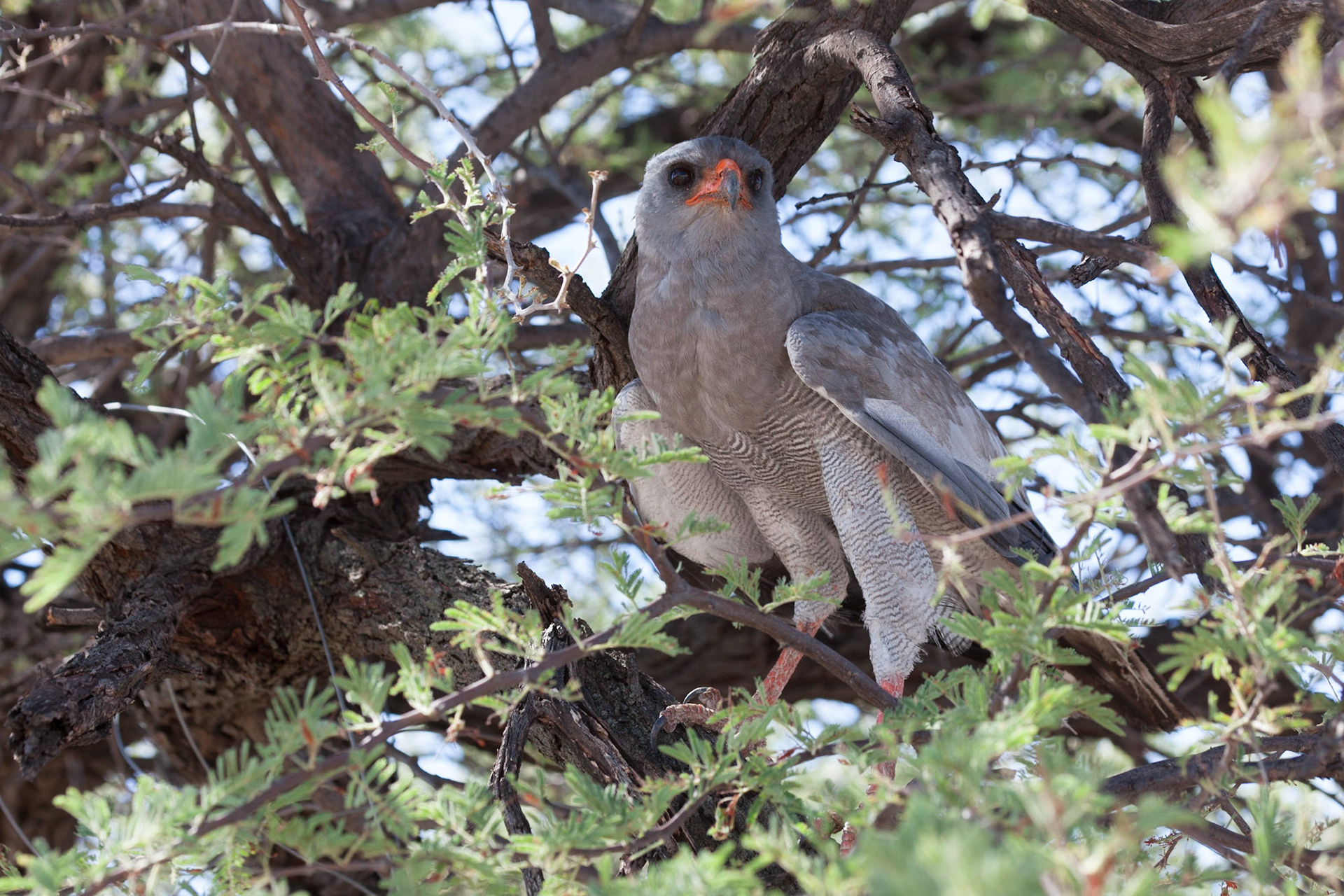 Pale Chanting Goshawk ©McNairnPhotography
