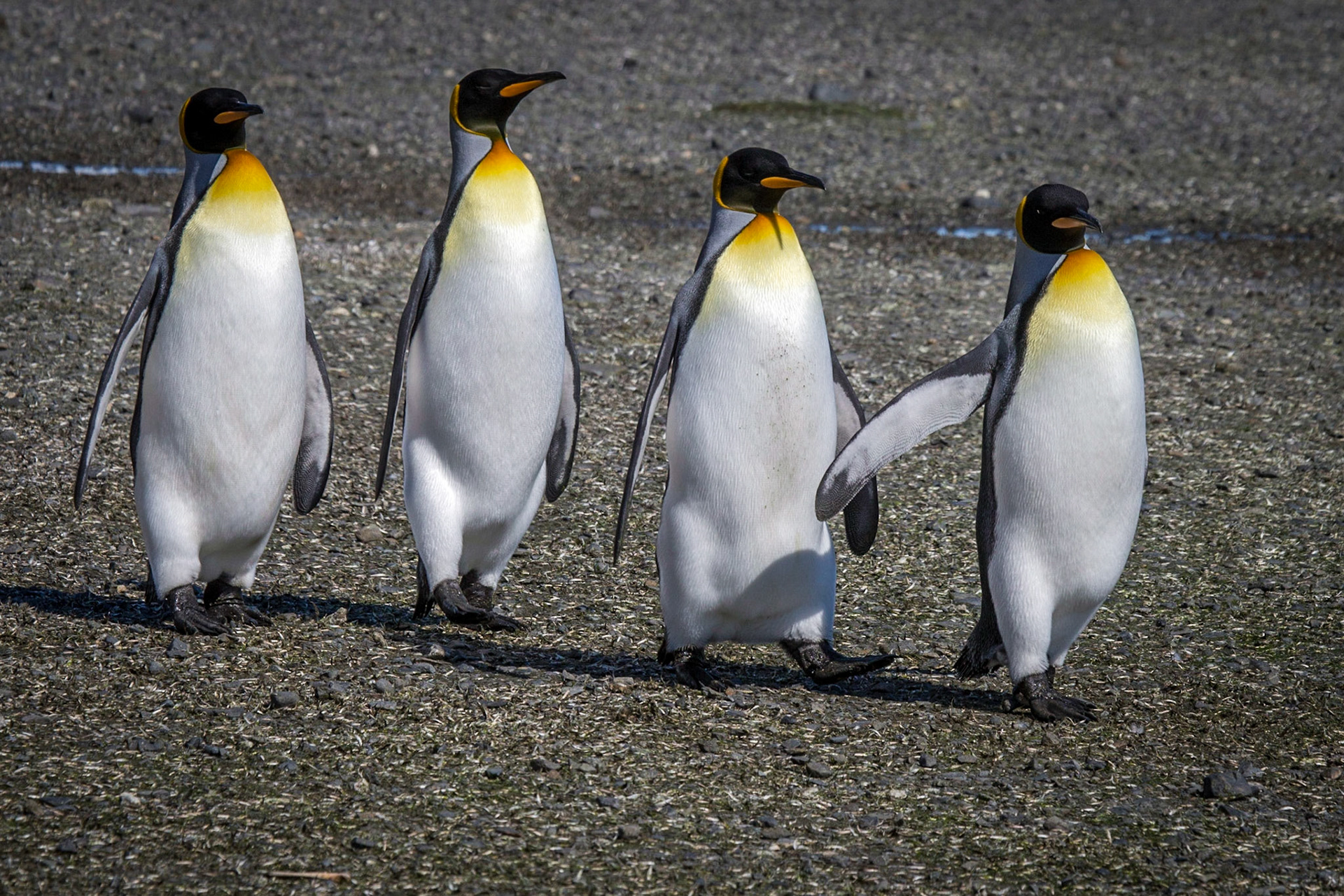 King Penguin ©McNairn.com