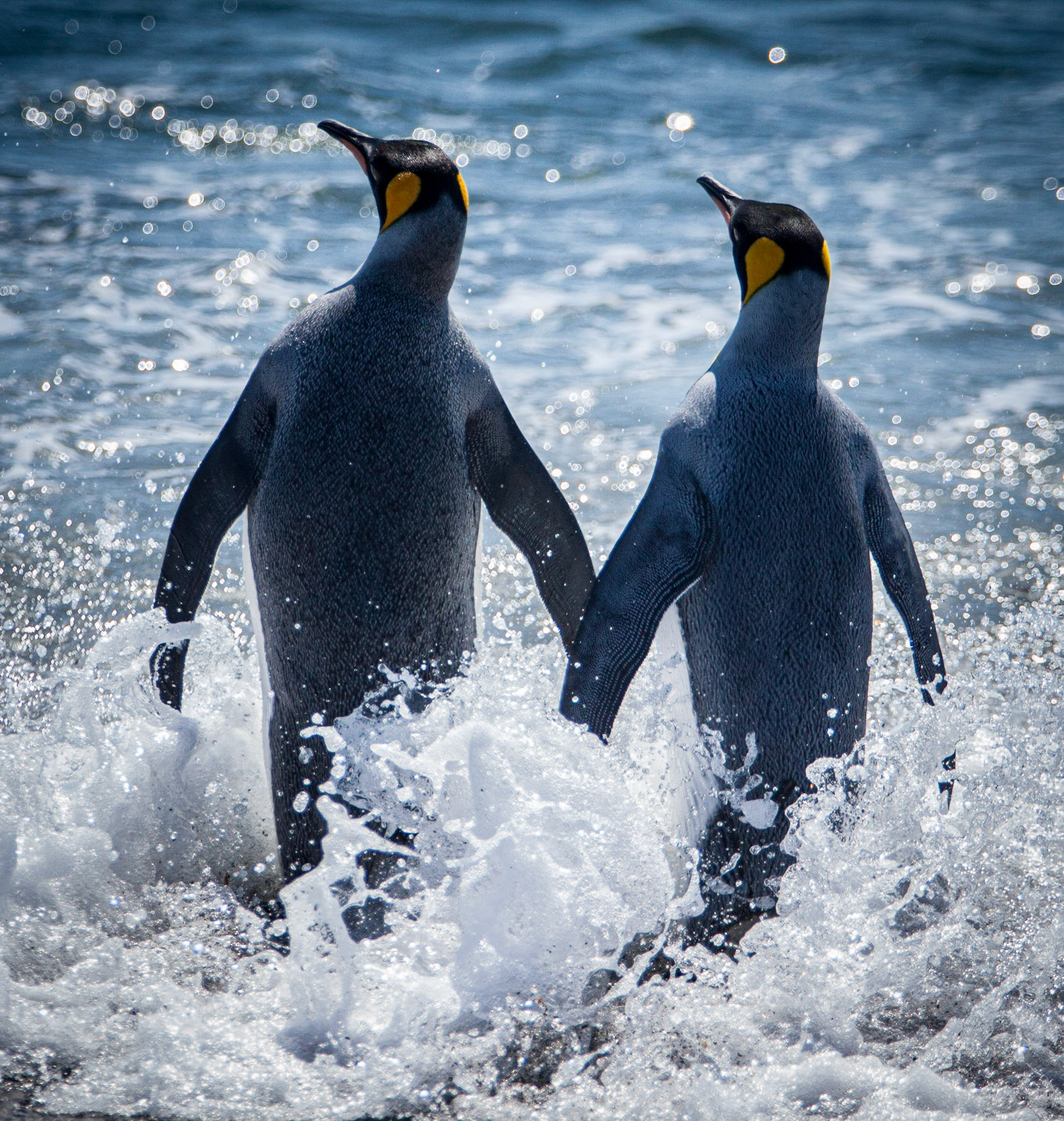 King Penguin ©McNairnPhotography
