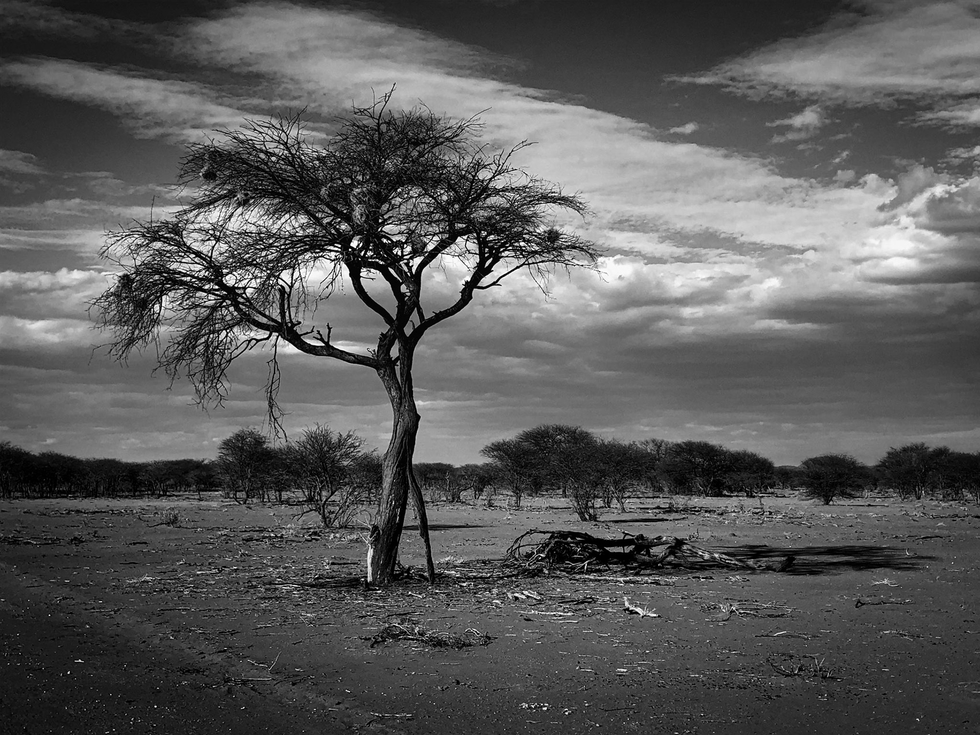 ©McNairnPhotography