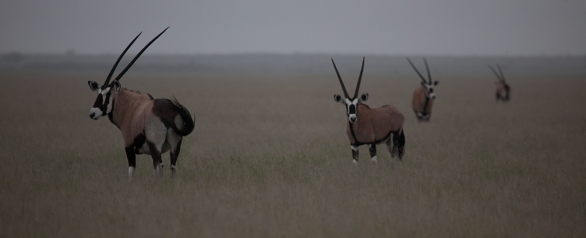 ©McNairnPhotography