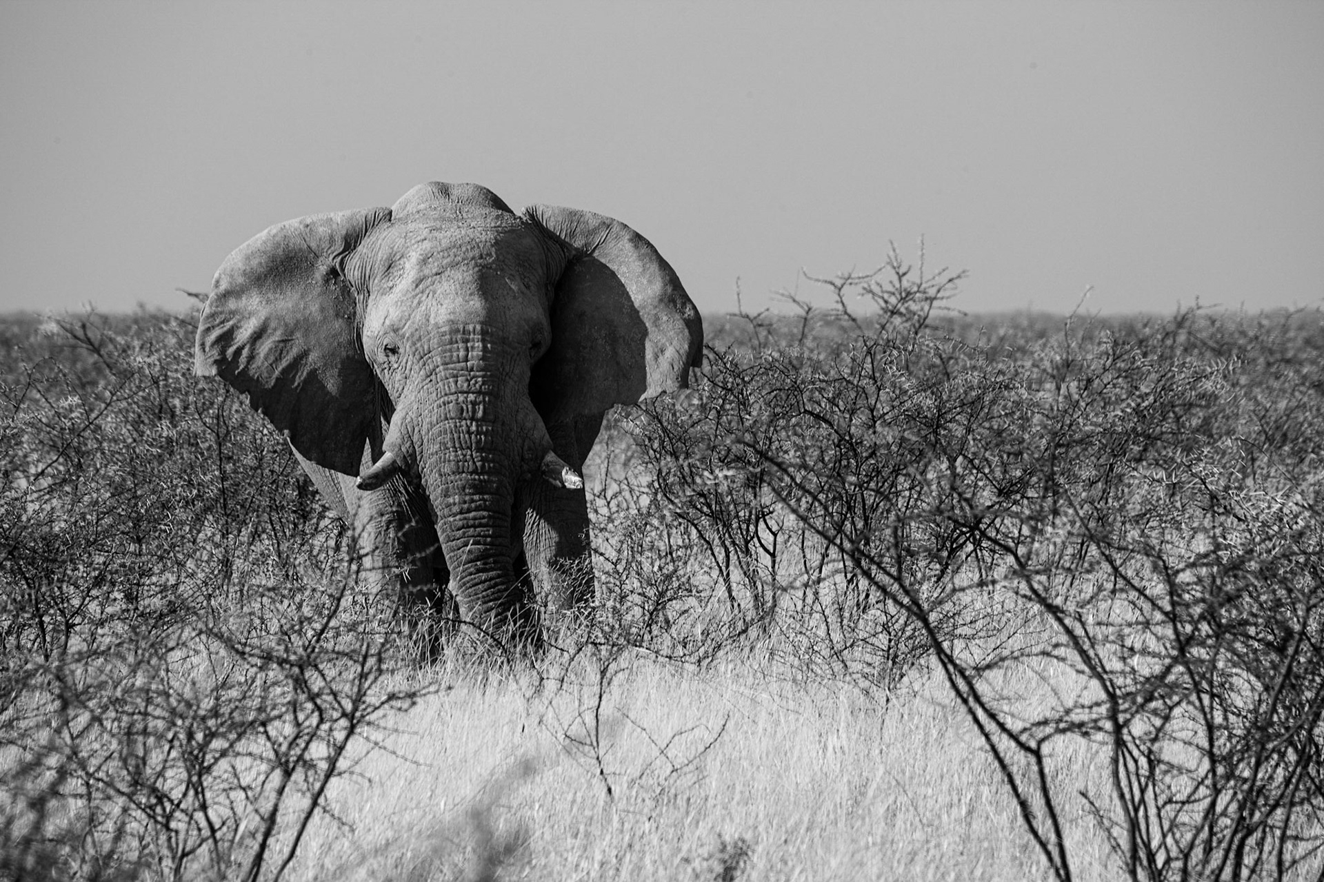 ©McNairnPhotography