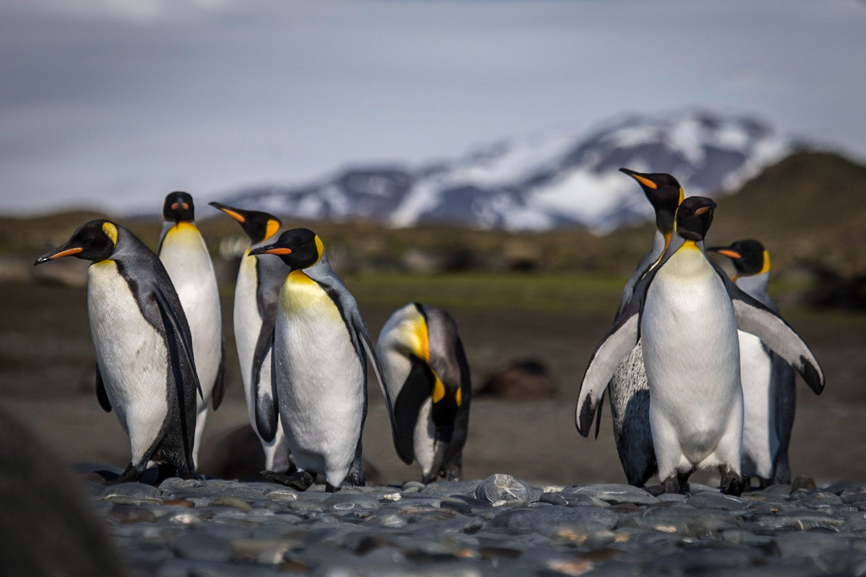 Salisbury Plain, South Georgia ©McNairnPhotography