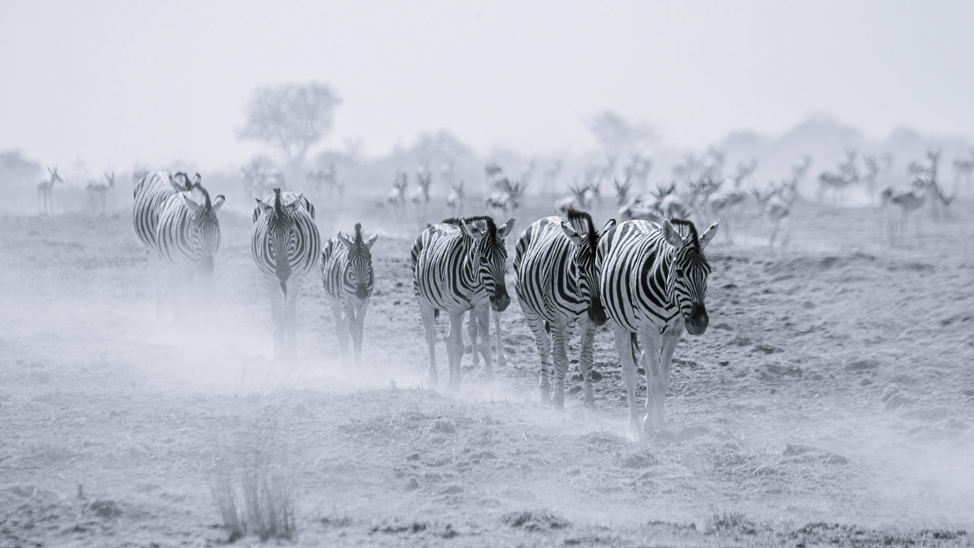 ©McNairnPhotography