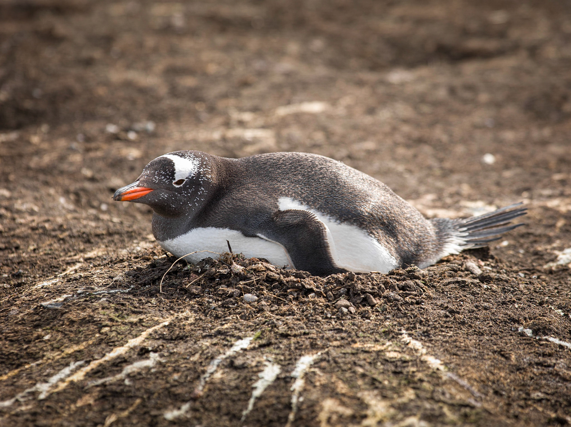 Gentoo Penguin ©McNairnPhotography