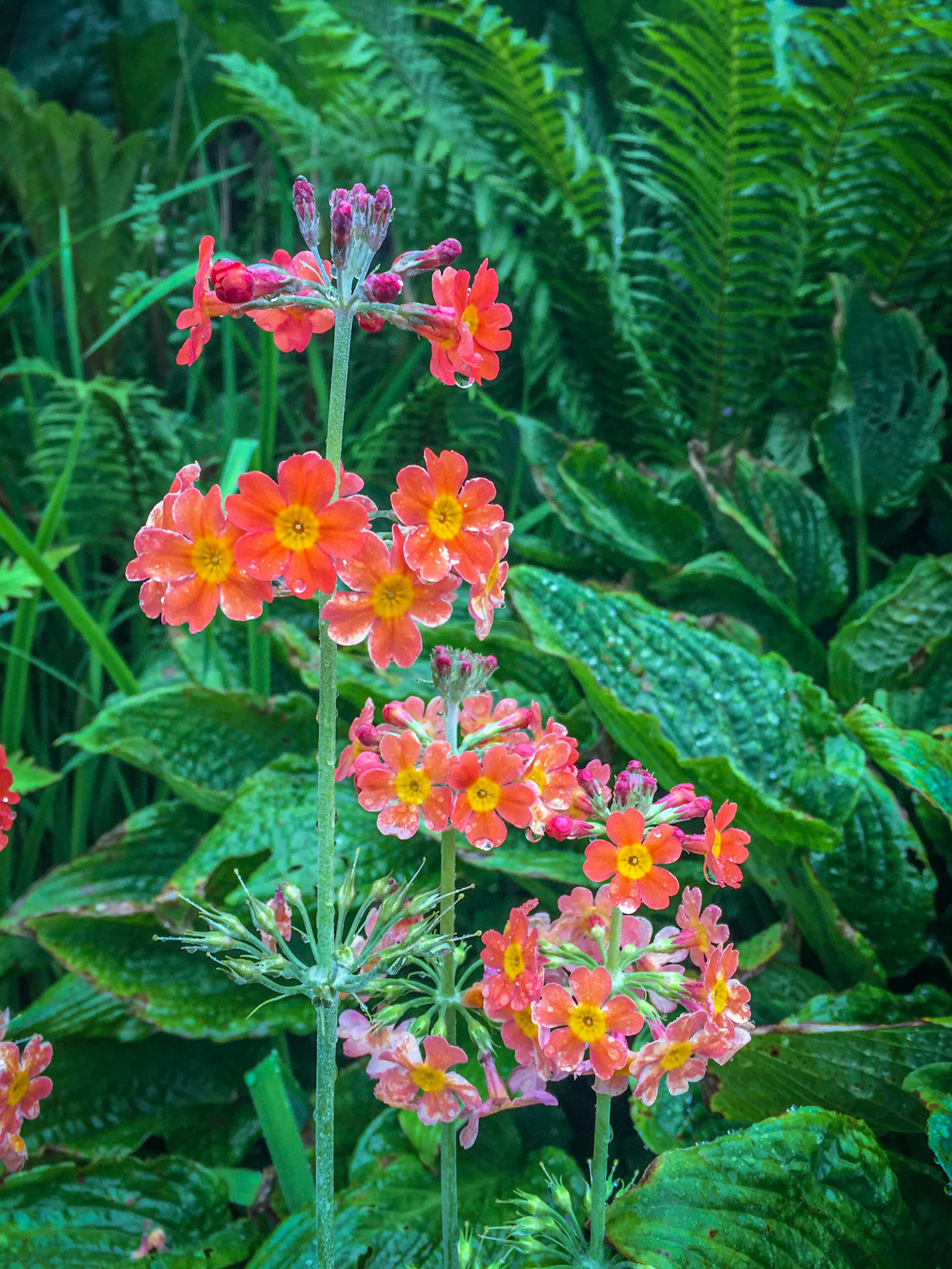 Scottish Highlands ©McNairnPhotography