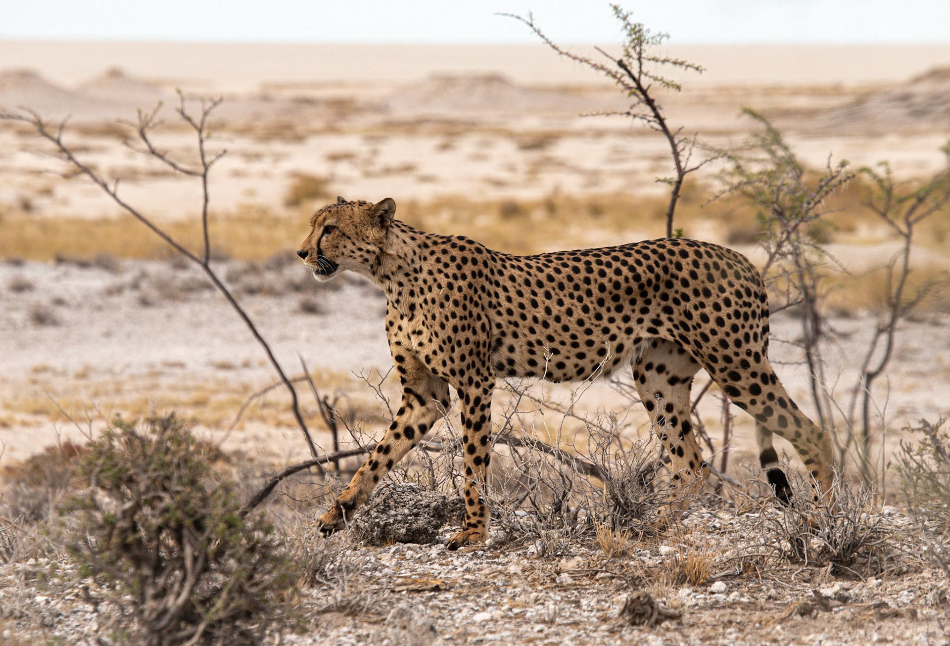 Etosha ©McNairnPhotography