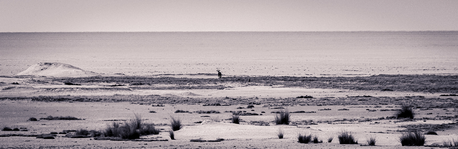 Etosha ©McNairnPhotography