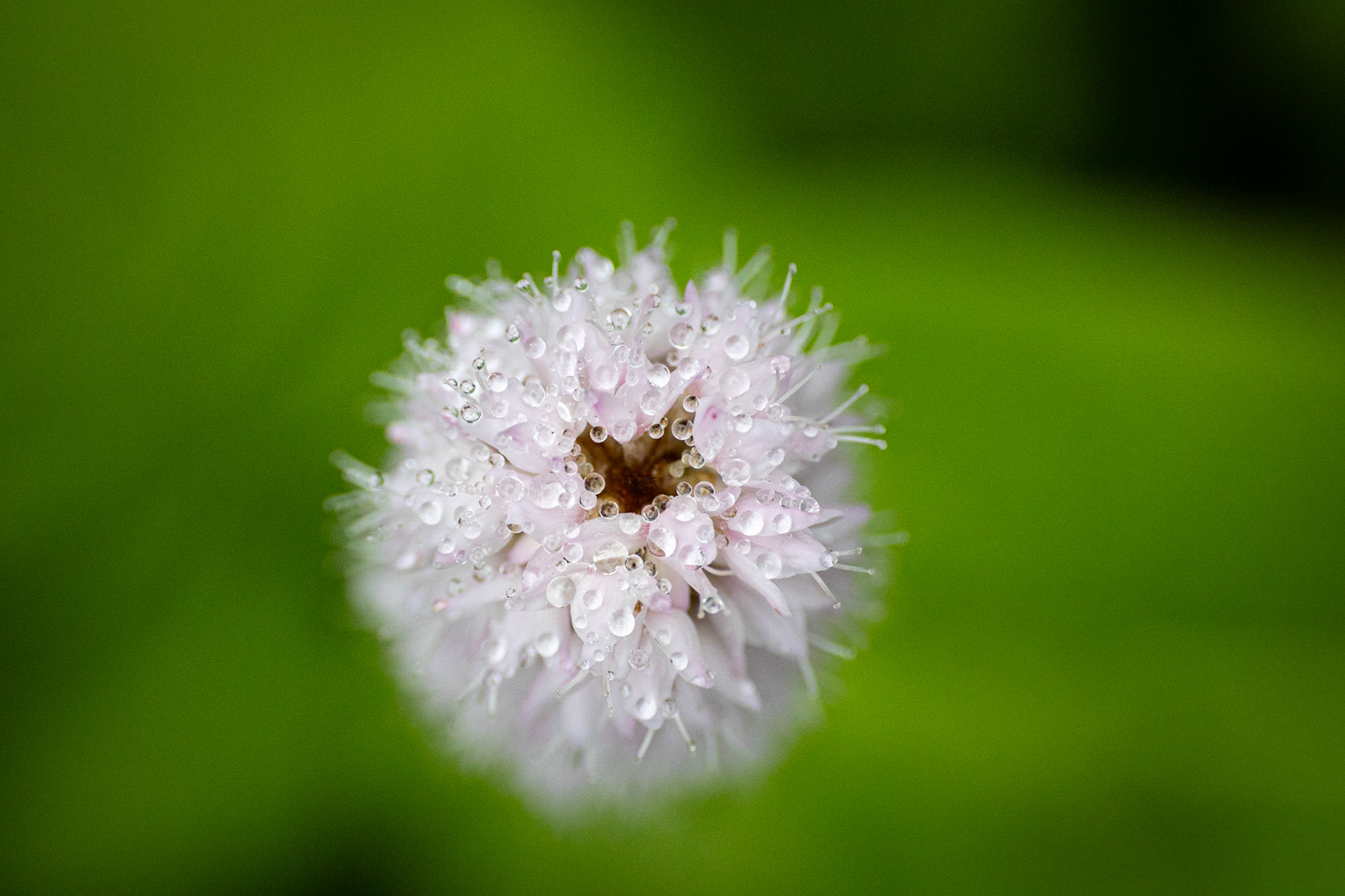 ©McNairnPhotography