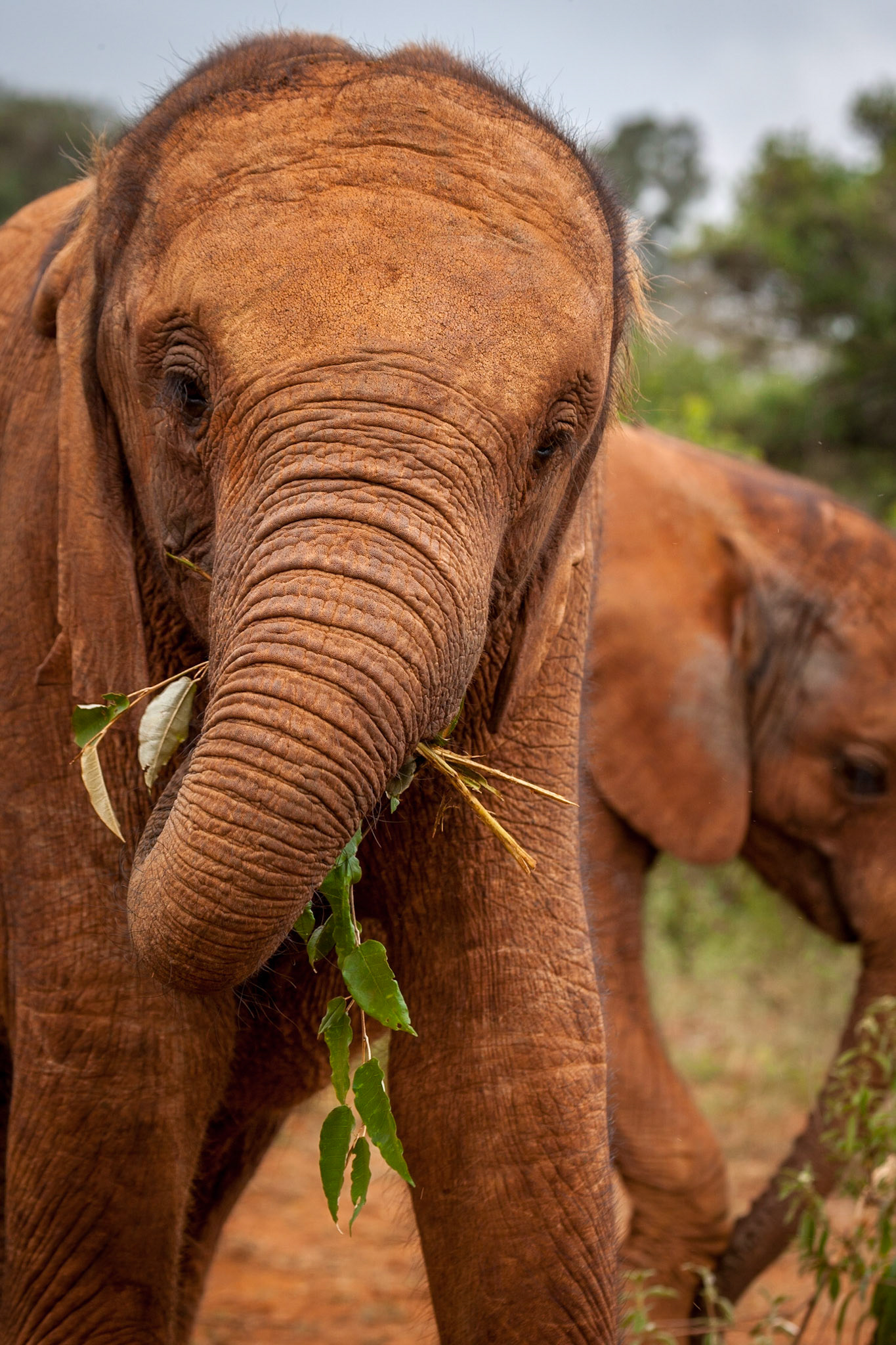 Sheldrick Wildlife Trust ©McNairnPhotography