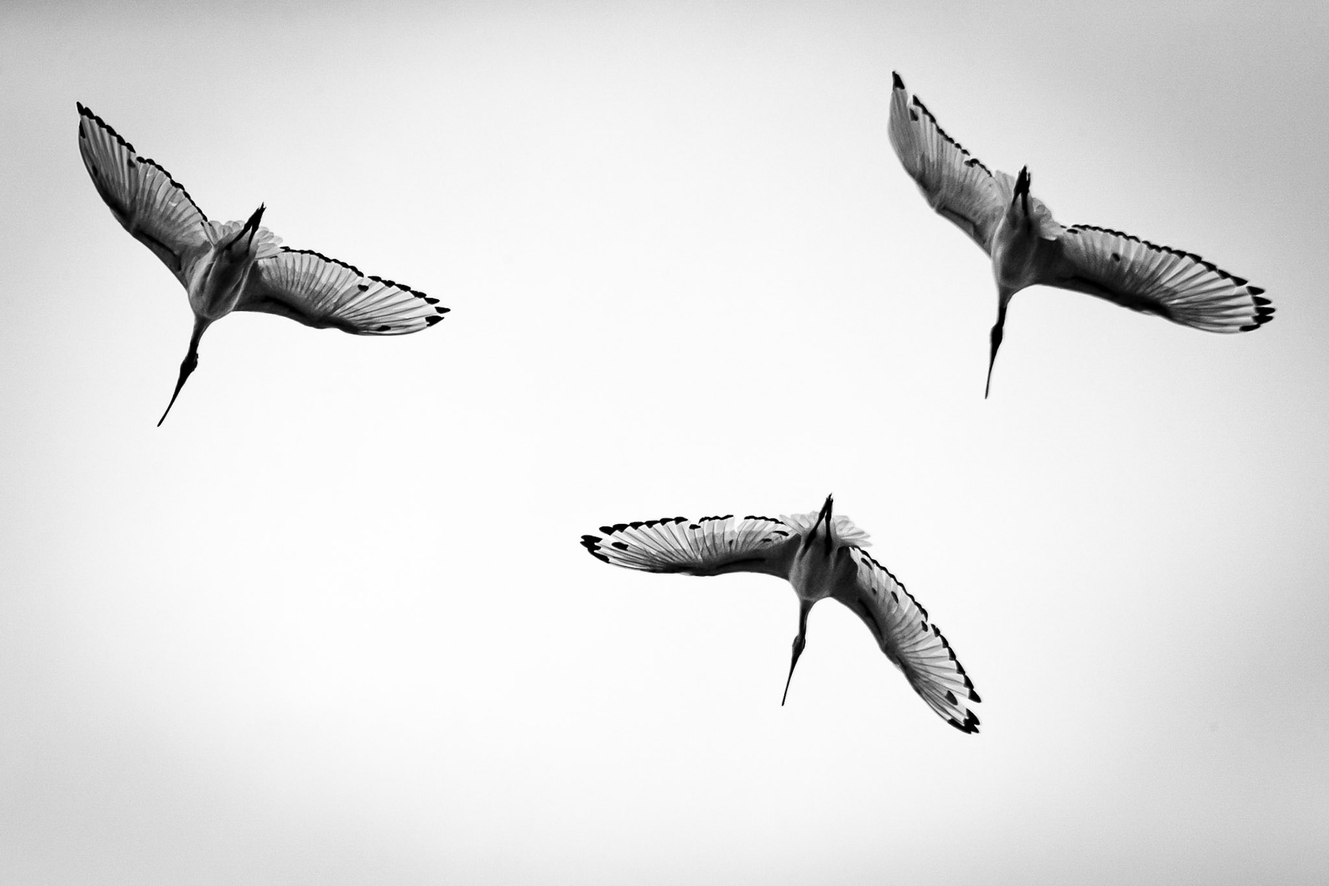 ©McNairnPhotography