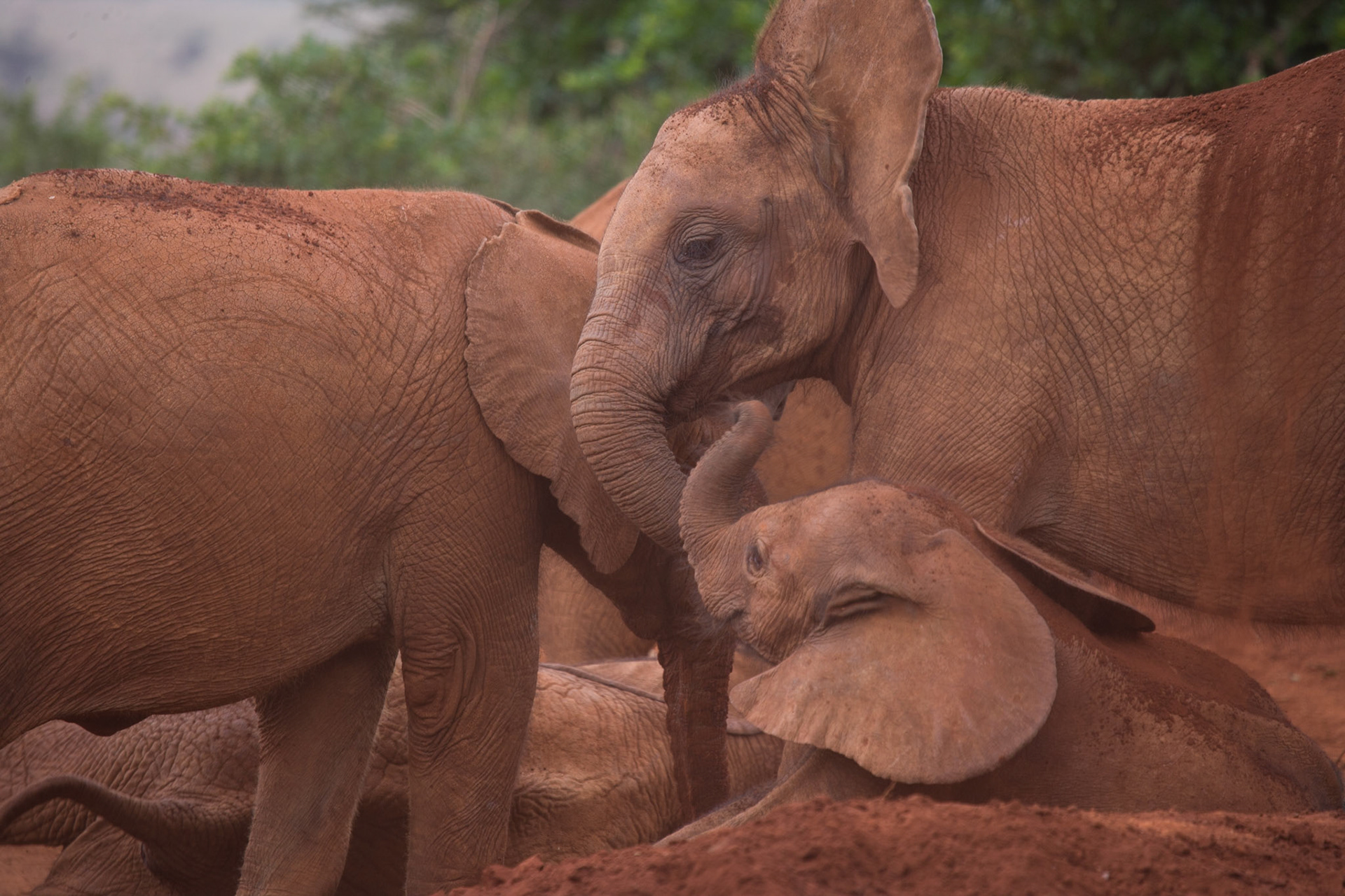 Sheldrick Wildlife Trust ©McNairnPhotography