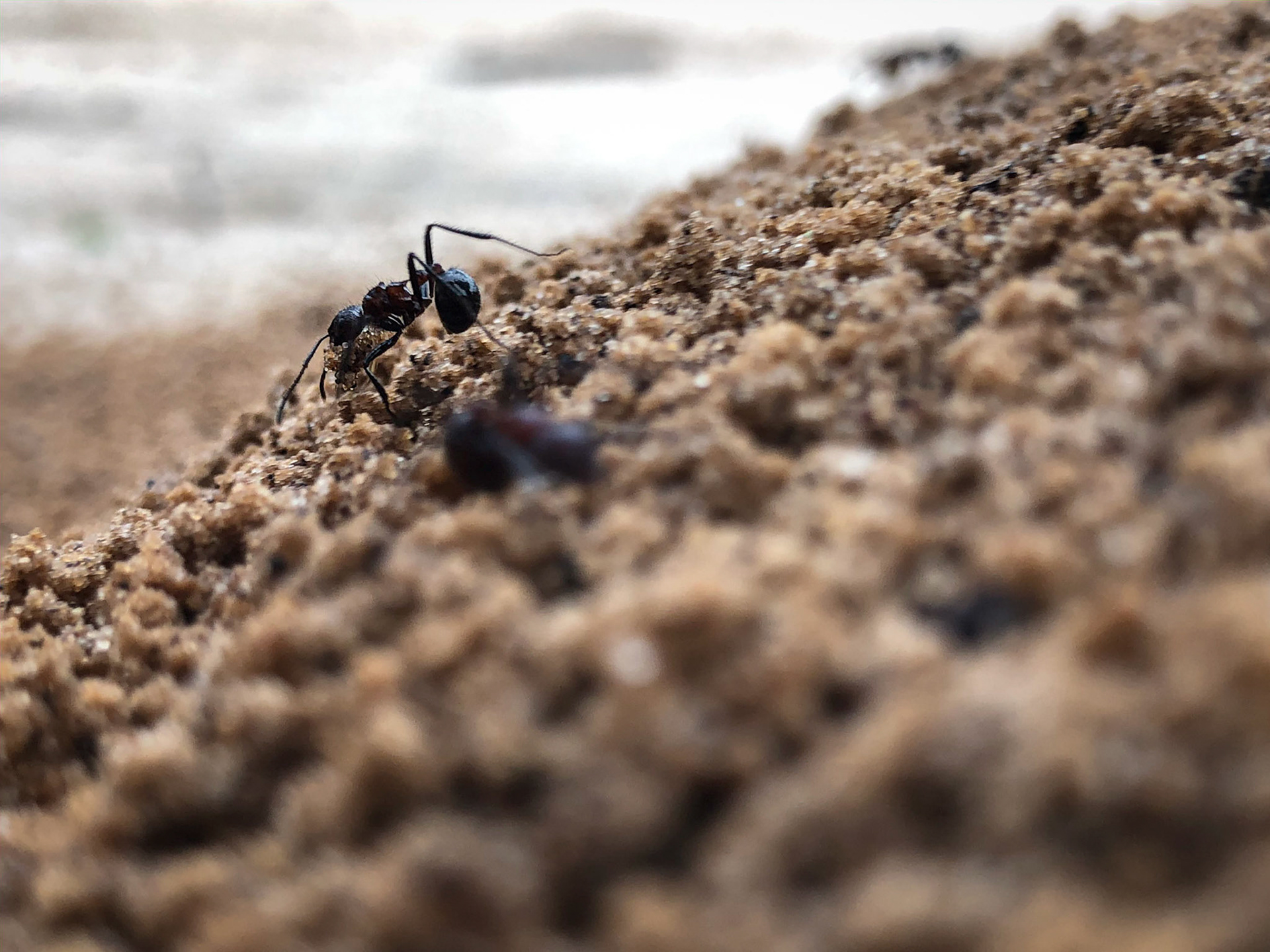 ©McNairnPhotography