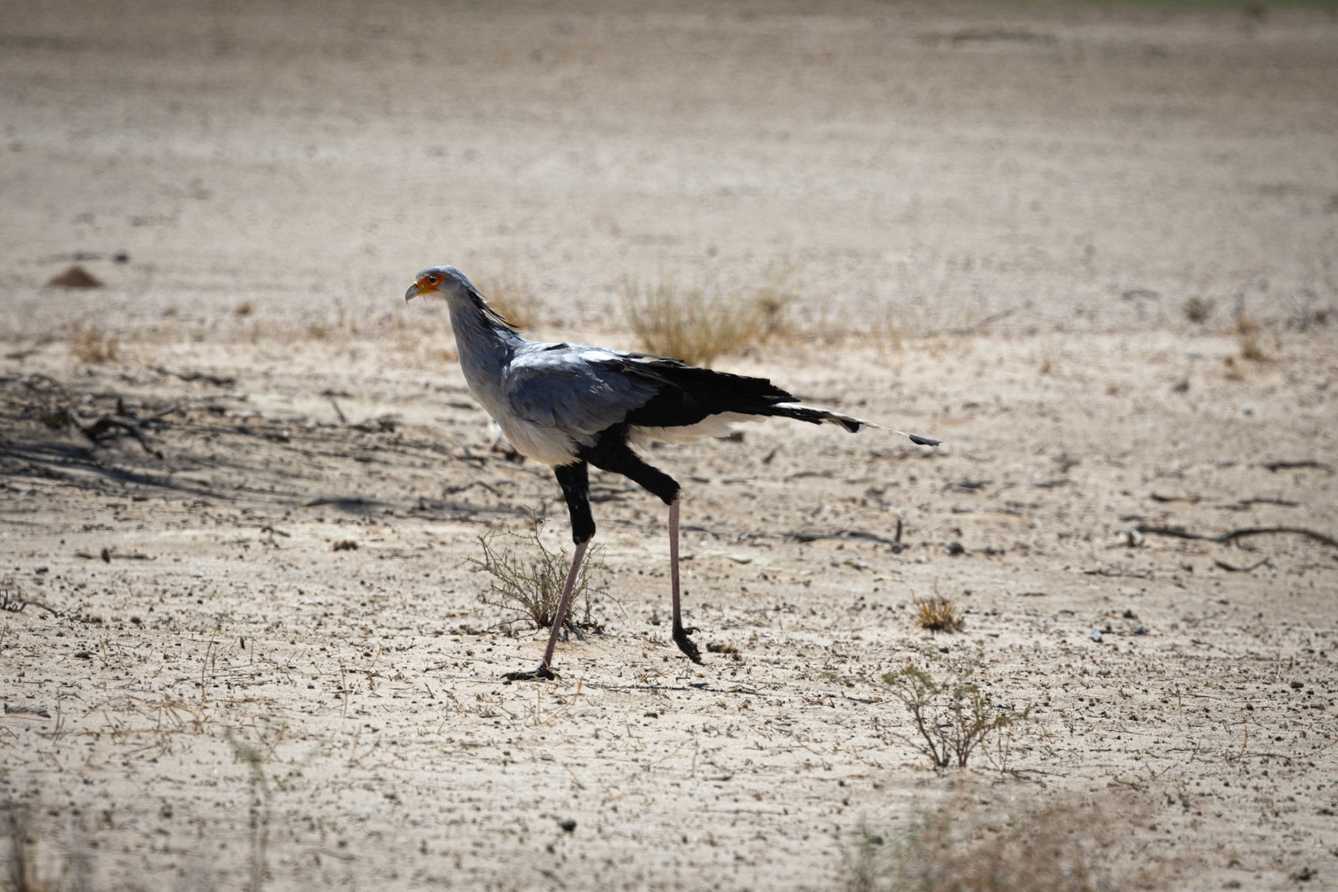 Secretary bird ©McNairnPhotography
