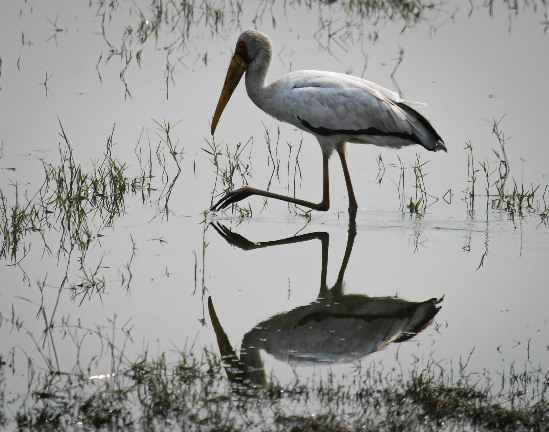 Yellow-billed Stork ©McNairnPhotography
