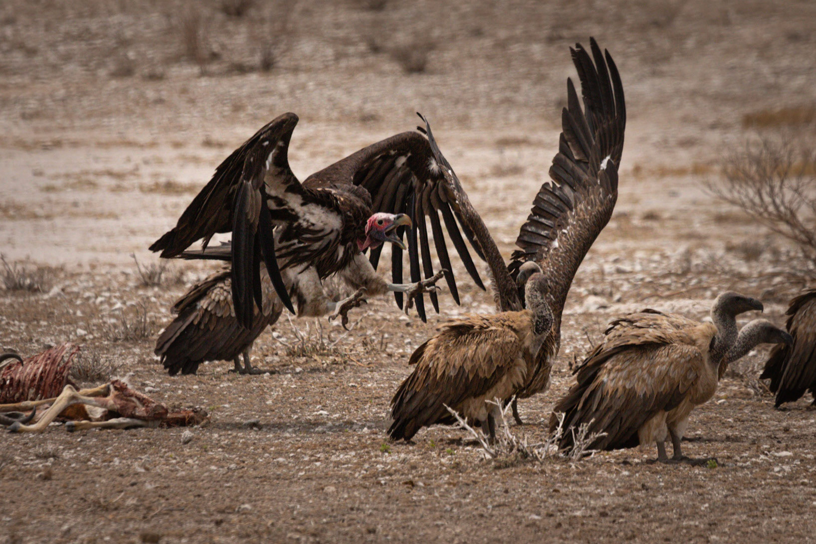 Lappet-Faced Vulture ©McNairnPhotography