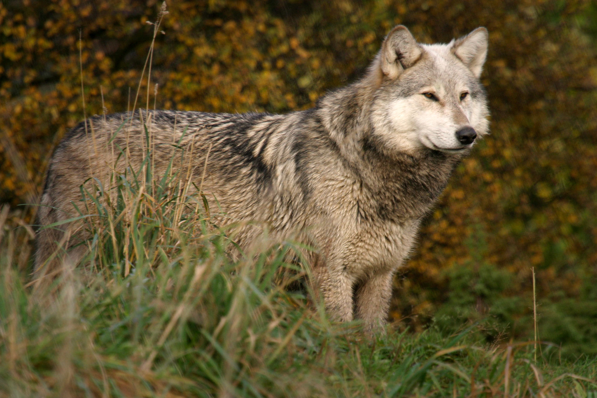 Alert Wolf in the Scottish Wildlife Park