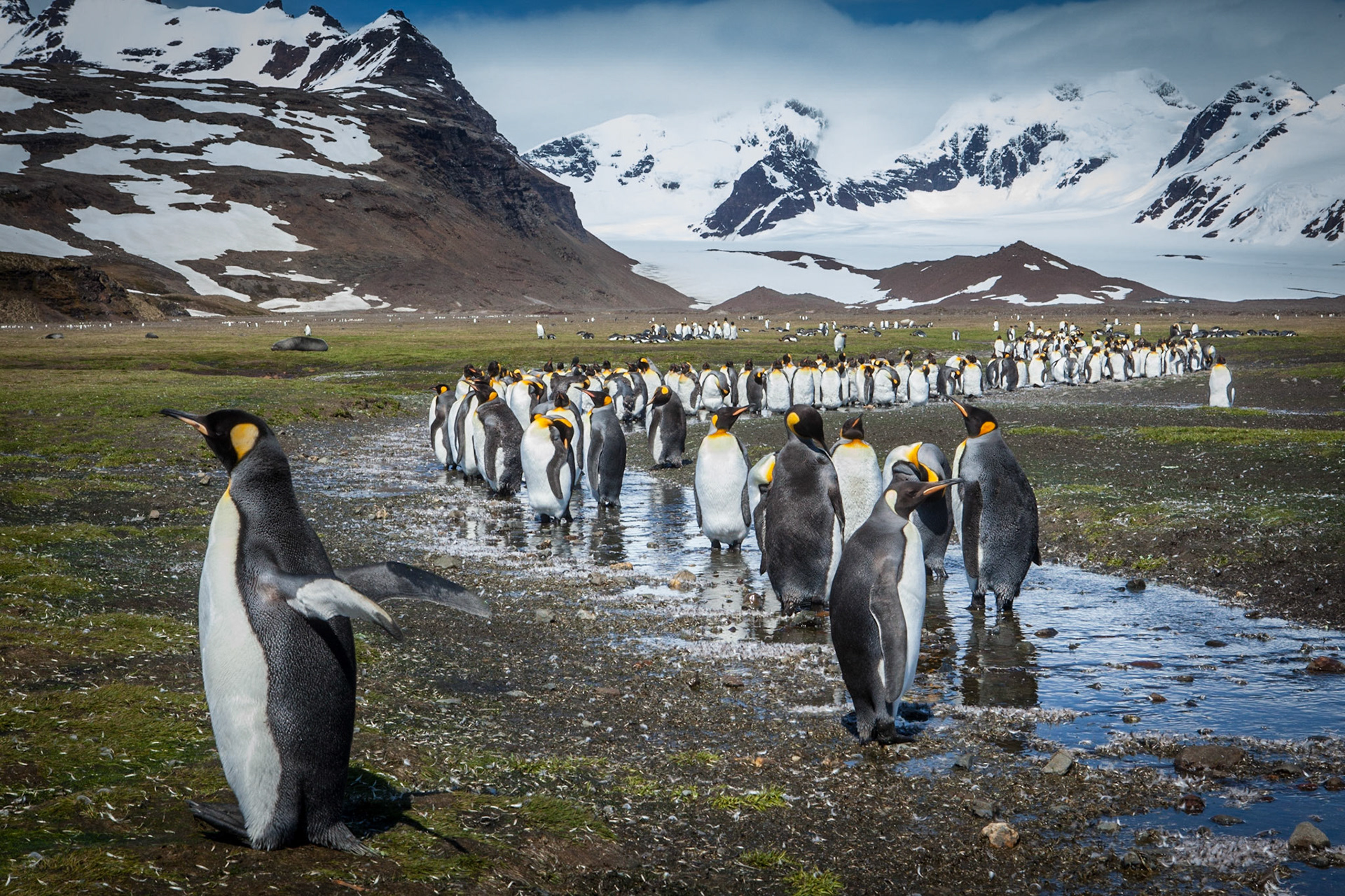 King Penguin ©McNairnPhotography