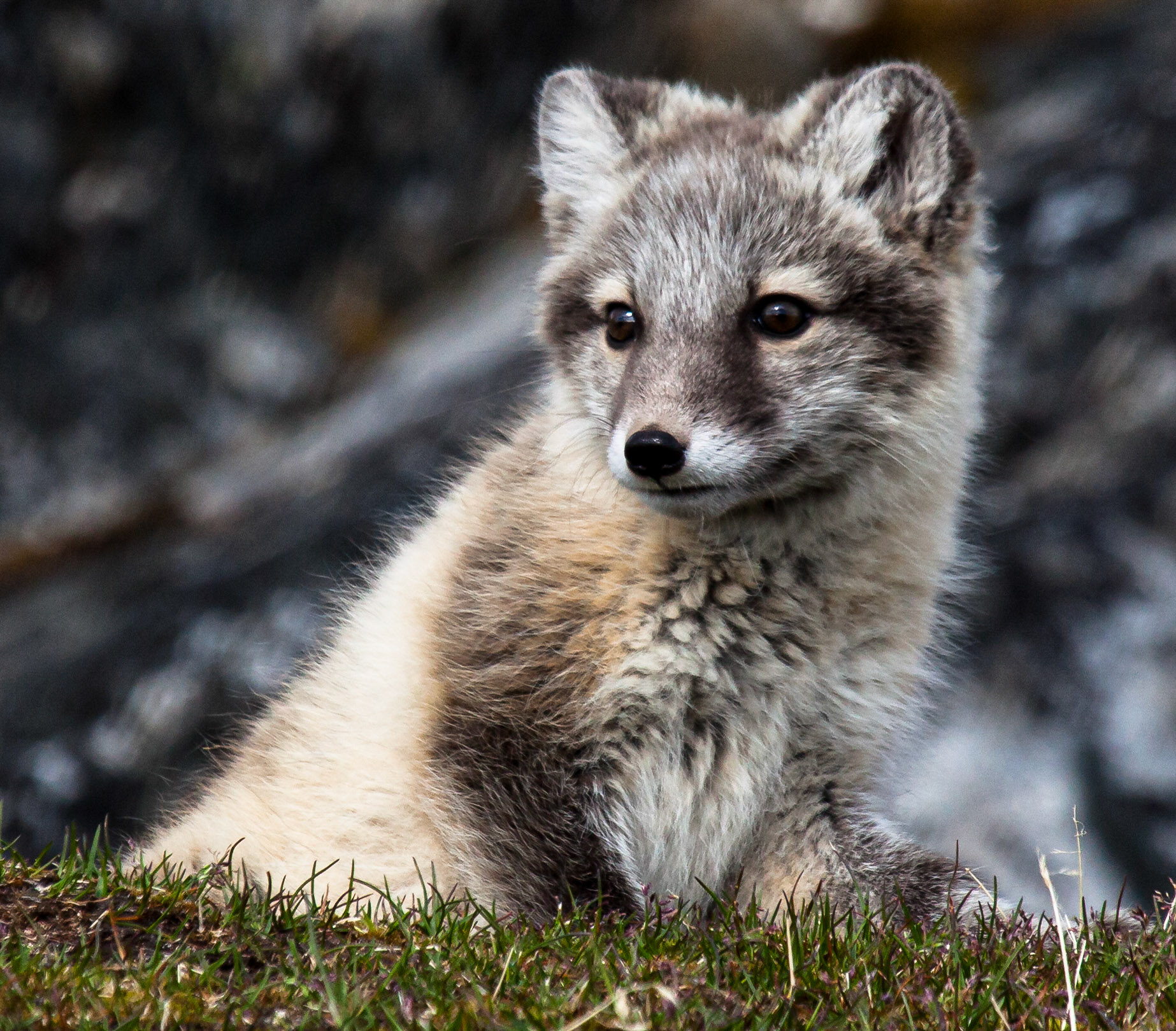 ©McNairnPhotography