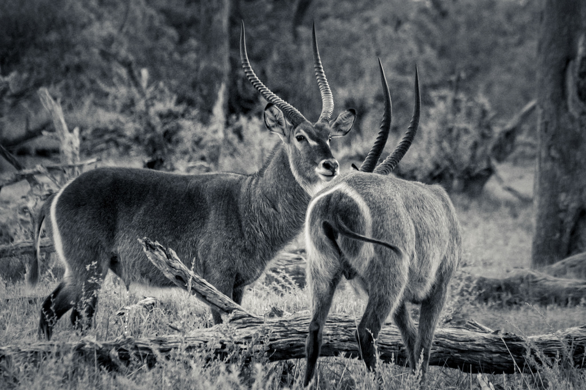 ©McNairnPhotography