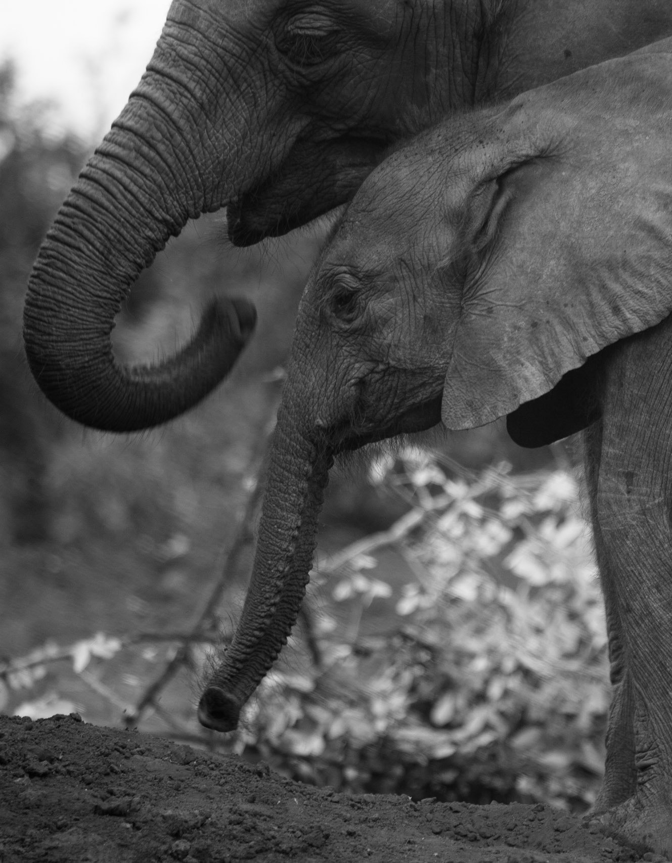 Sheldrick Wildlife Trust ©McNairnPhotography