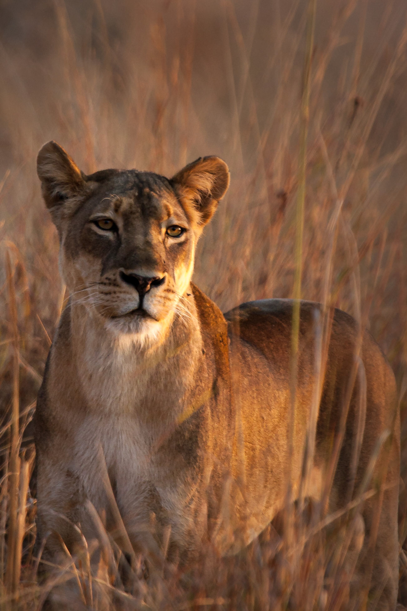 ©McNairnPhotography