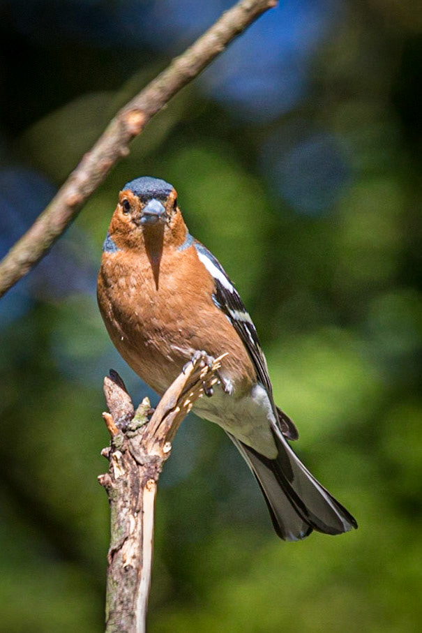 Common Chaffinch ©McNairnPhotography