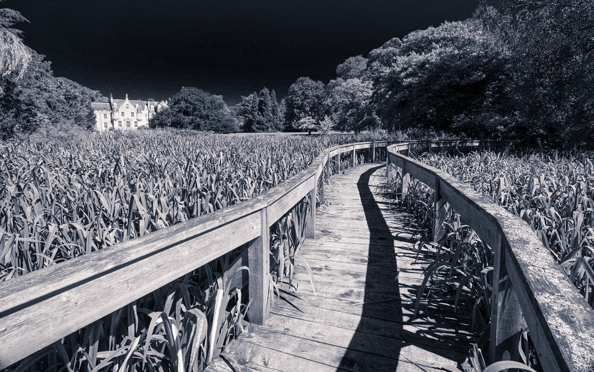 ©McNairnPhotography