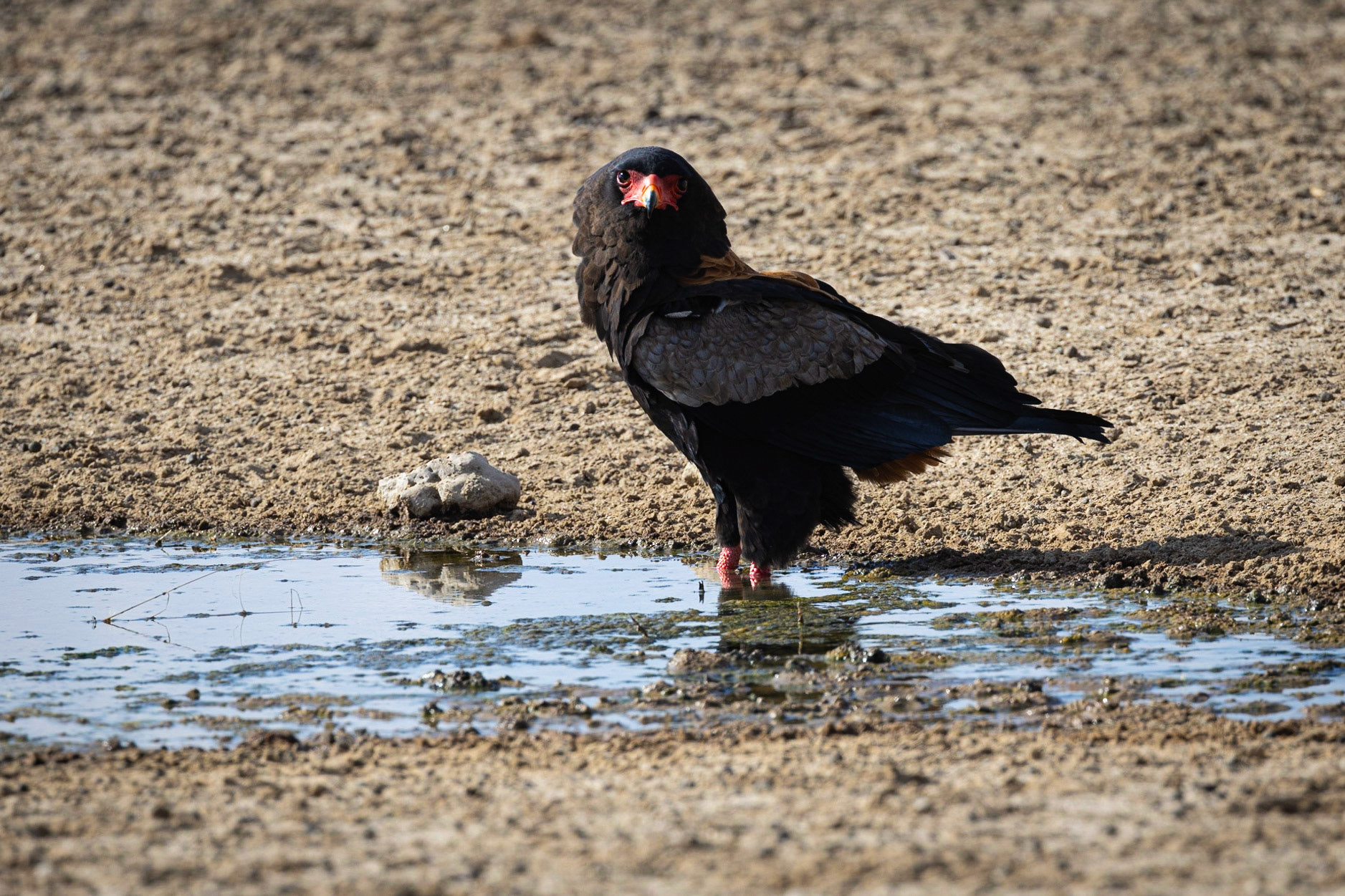 Bateleur ©McNairnPhotography