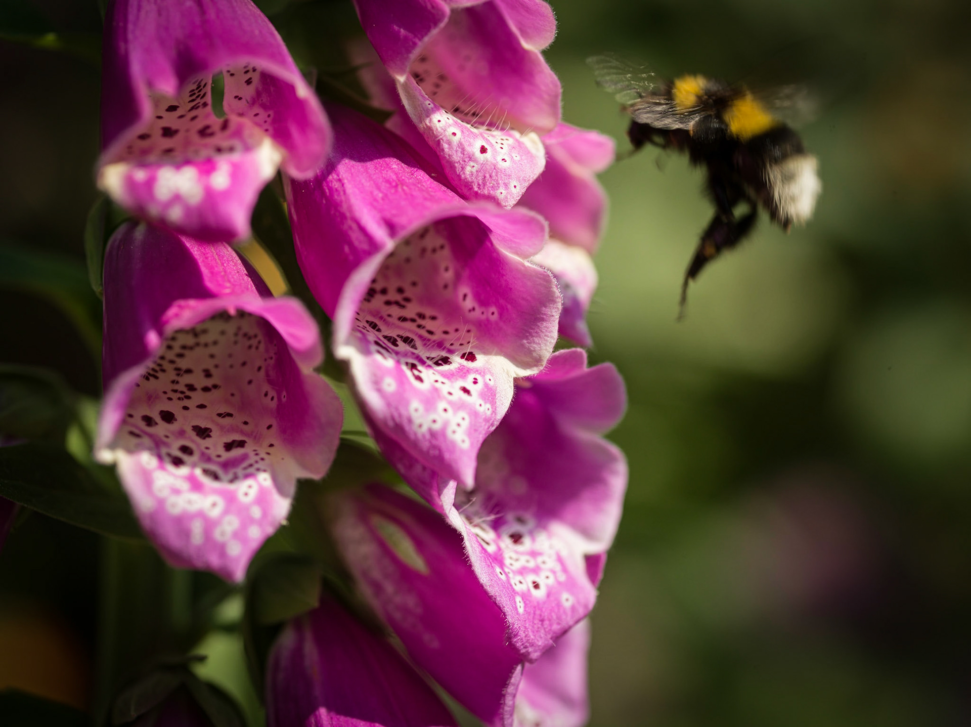 ©McNairnPhotography