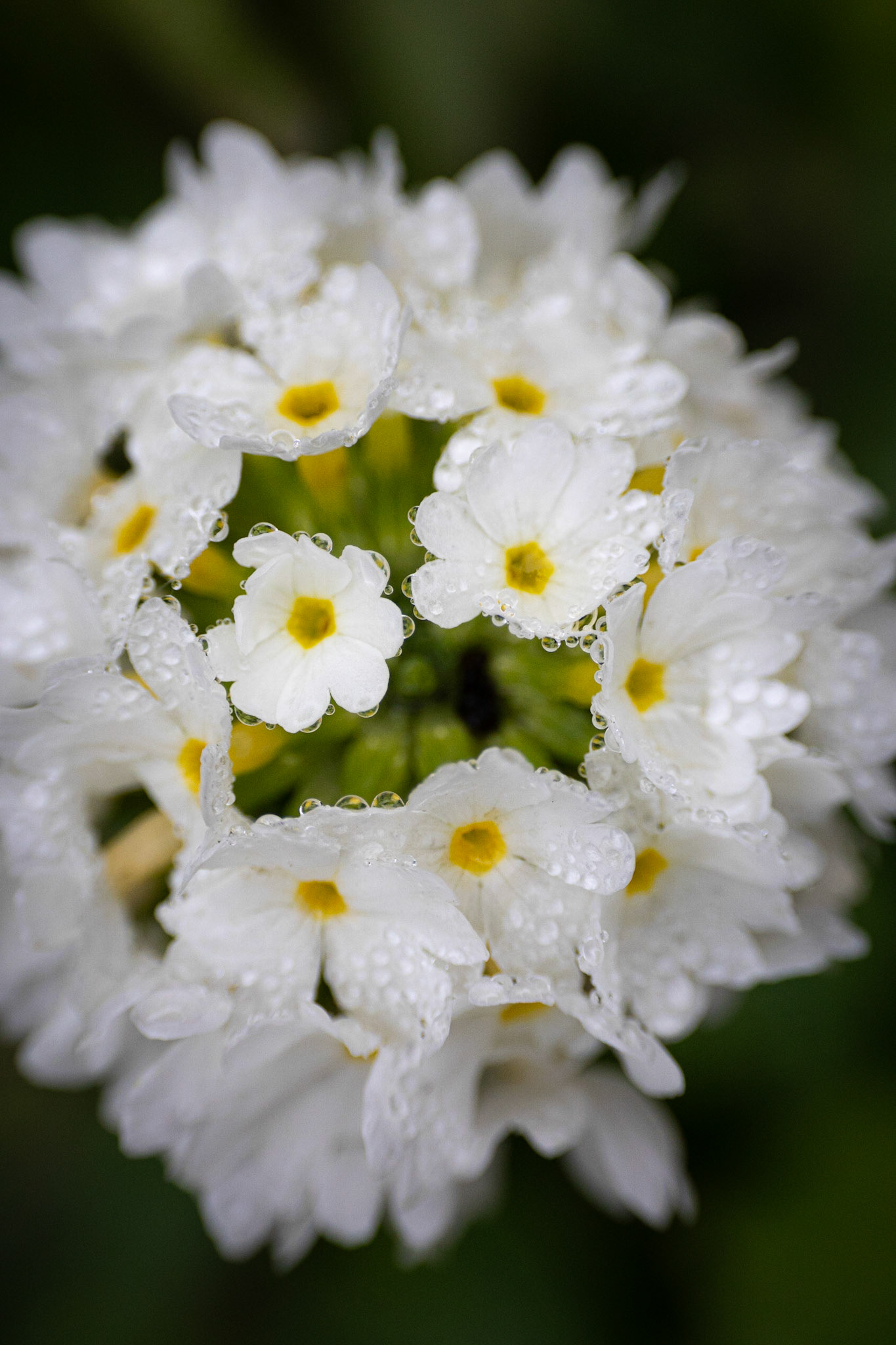 ©McNairnPhotography