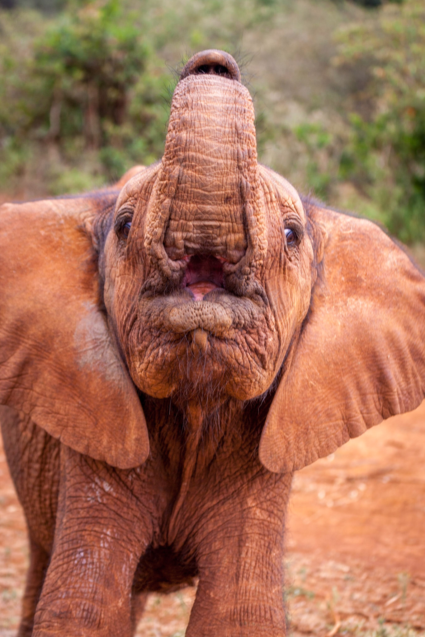 Sheldrick Wildlife Trust ©McNairnPhotography