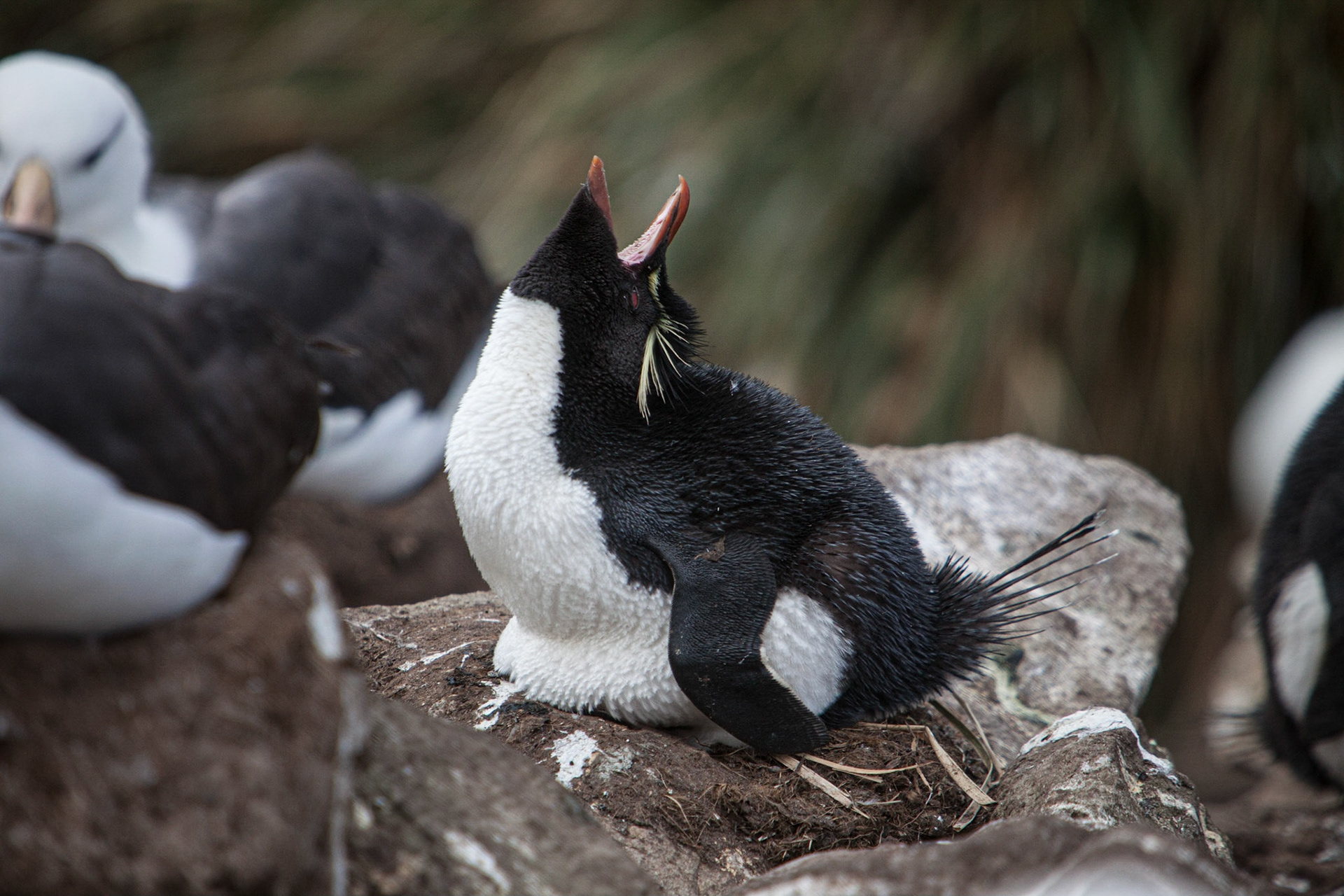 Southern Rockhopper Penguin ©McNairnPhotography