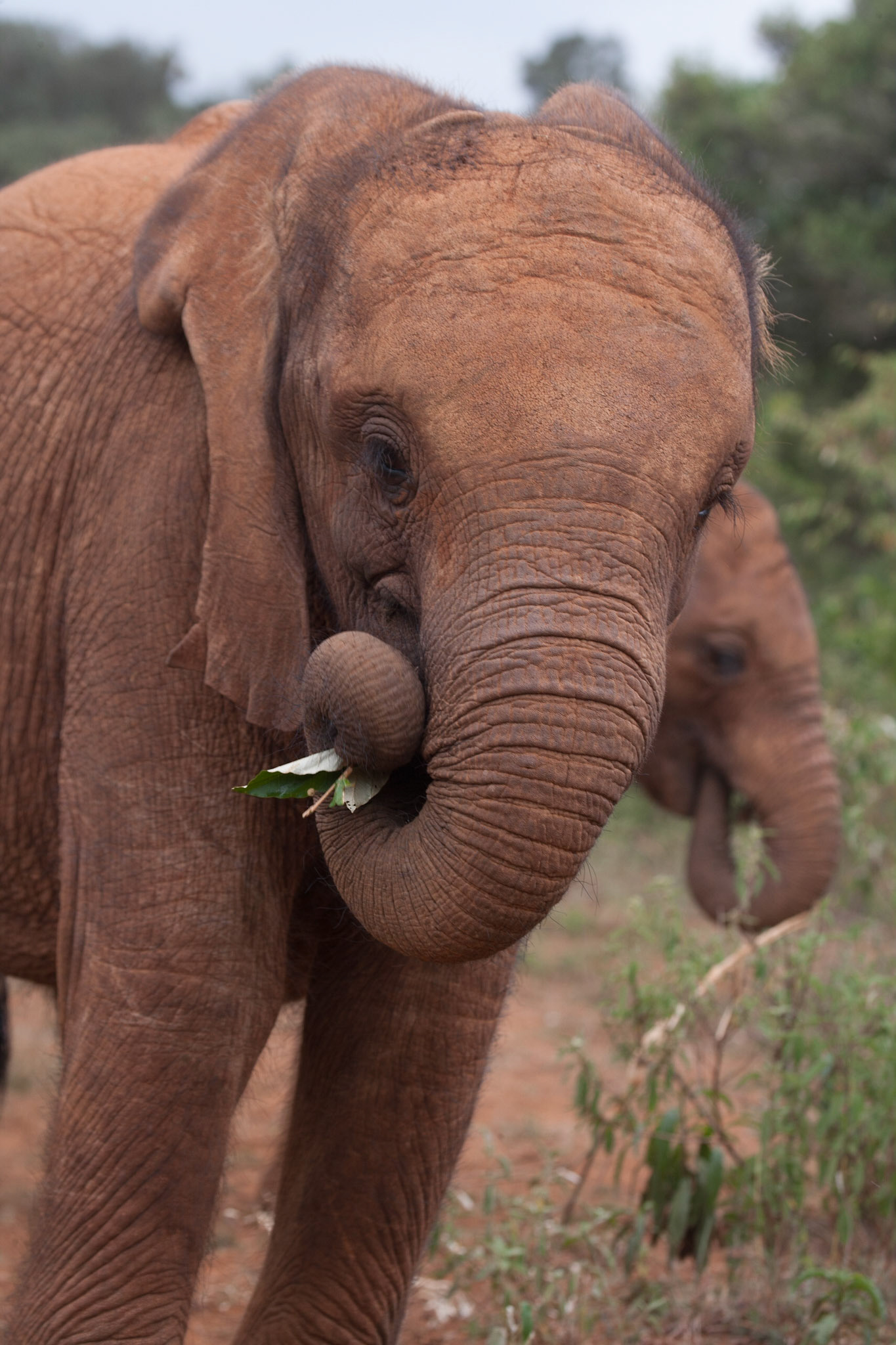 Sheldrick Wildlife Trust ©McNairnPhotography