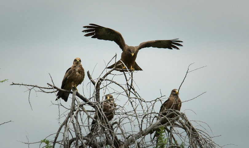 Black Kite ©McNairnPhotography