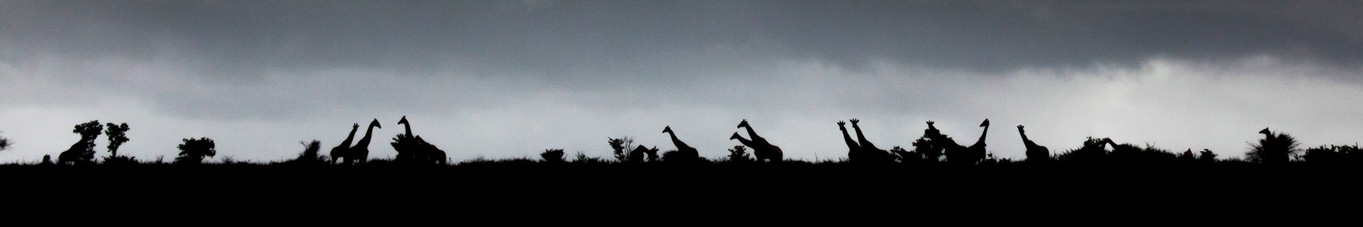 ©McNairnPhotography